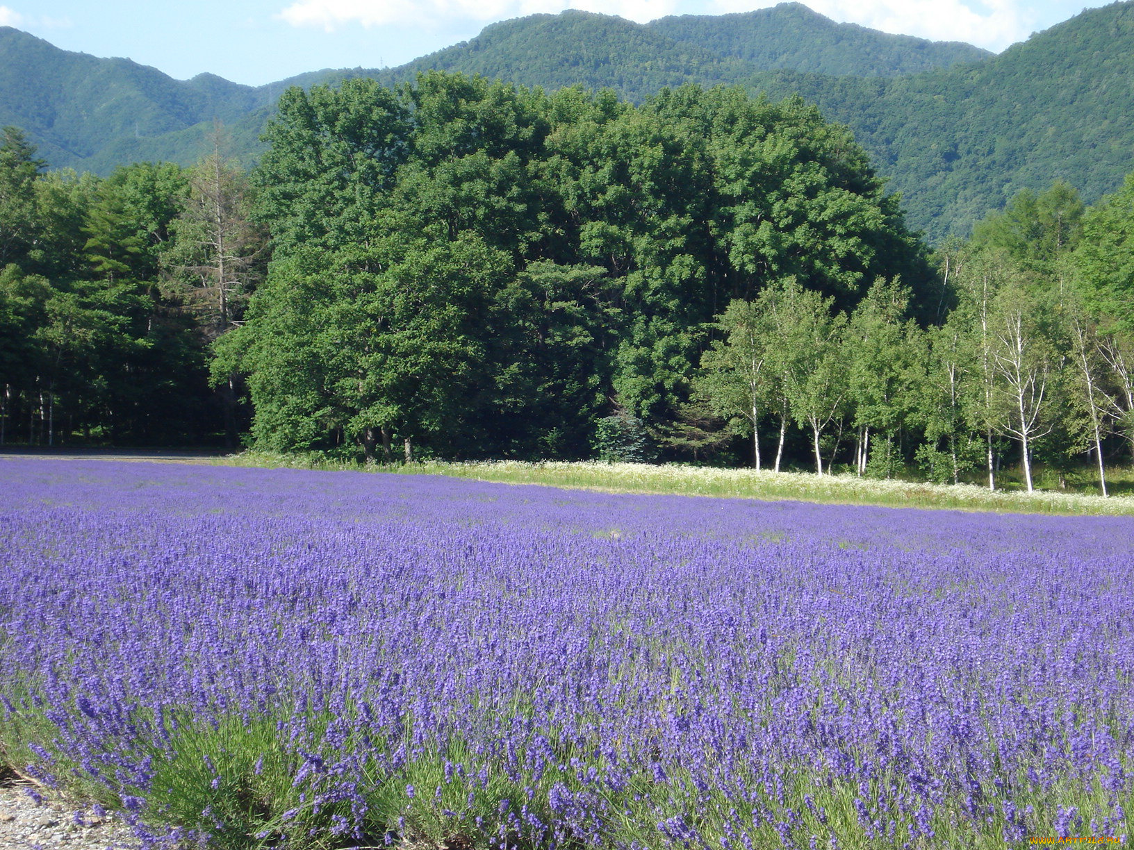 природа, луга, цветы, лес