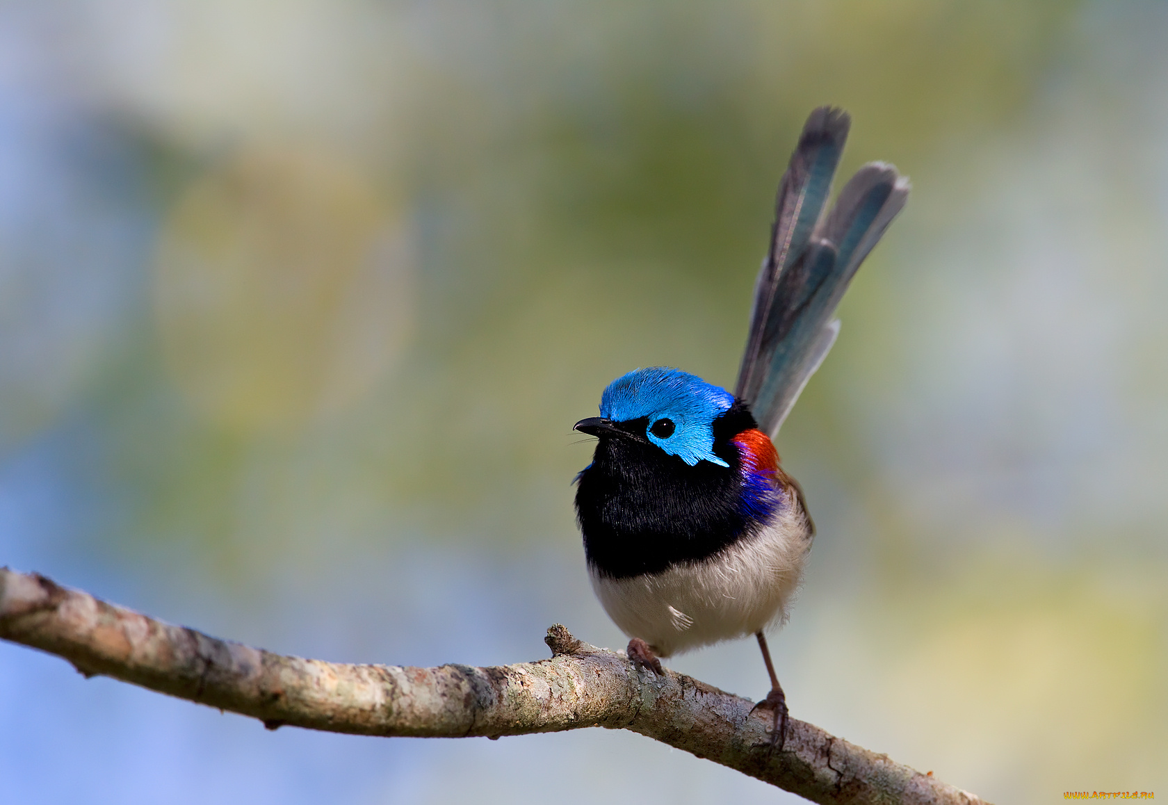 животные, птицы, перья, хвост