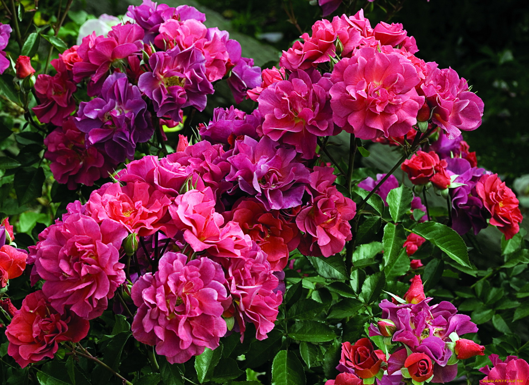 чайные, розы, цветы, китайские, красные