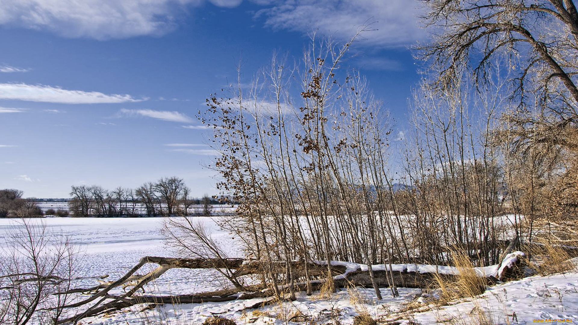 colorado, snowfield, природа, зима, деревья, кусты, снег