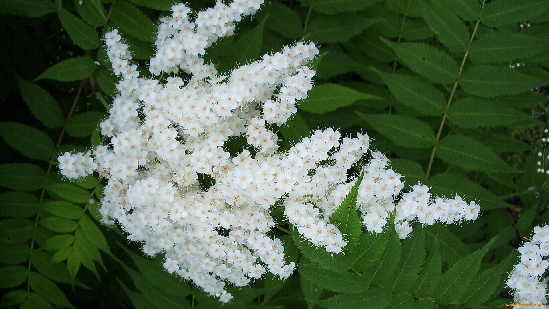 цветы, цветущие, деревья, кустарники, цветочки