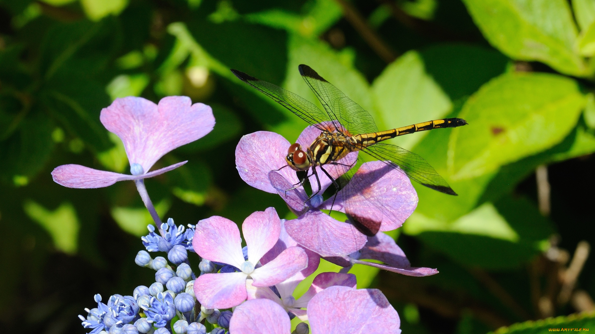 цветы, гортензия