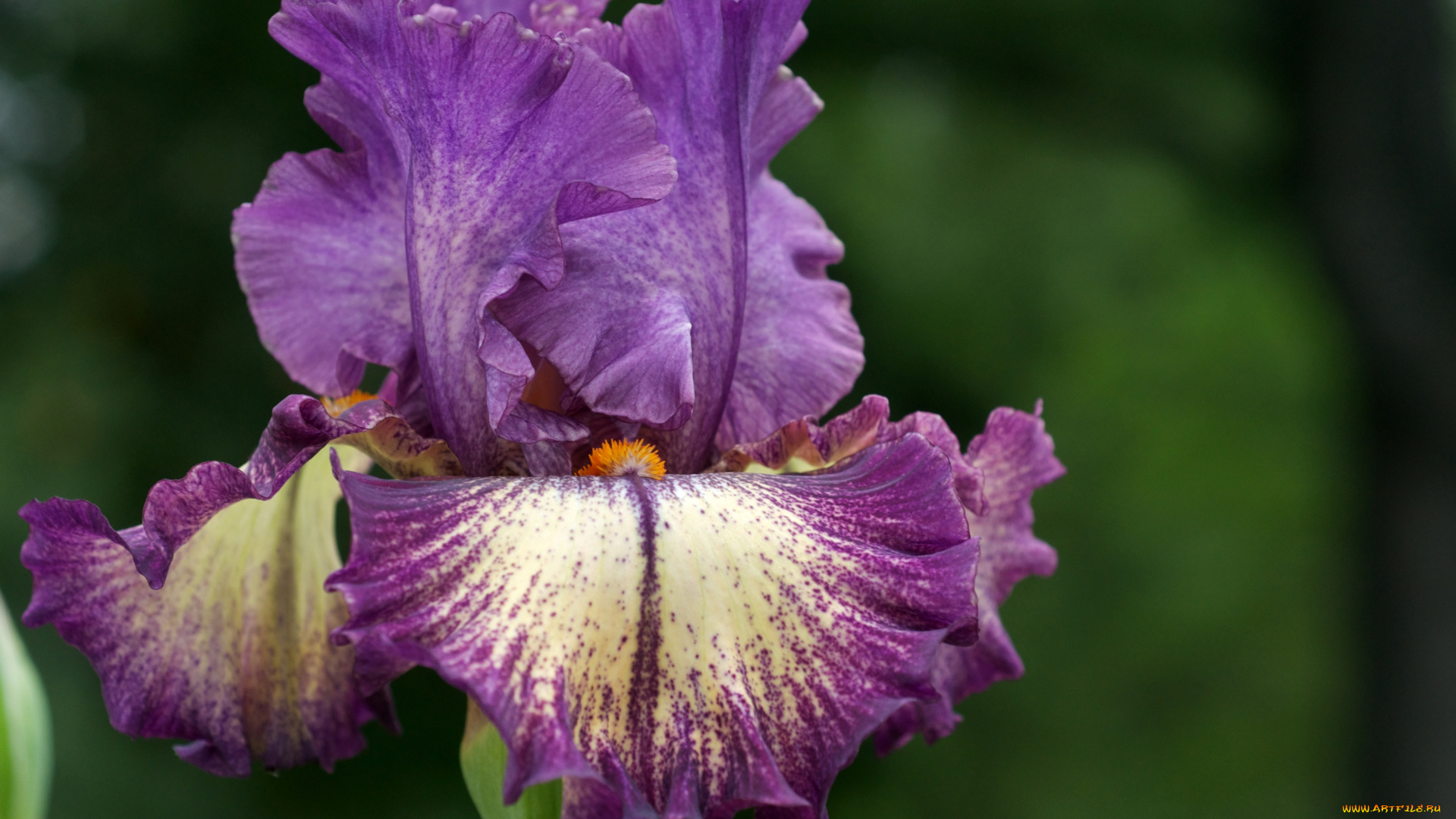 цветы, ирисы, лиловый