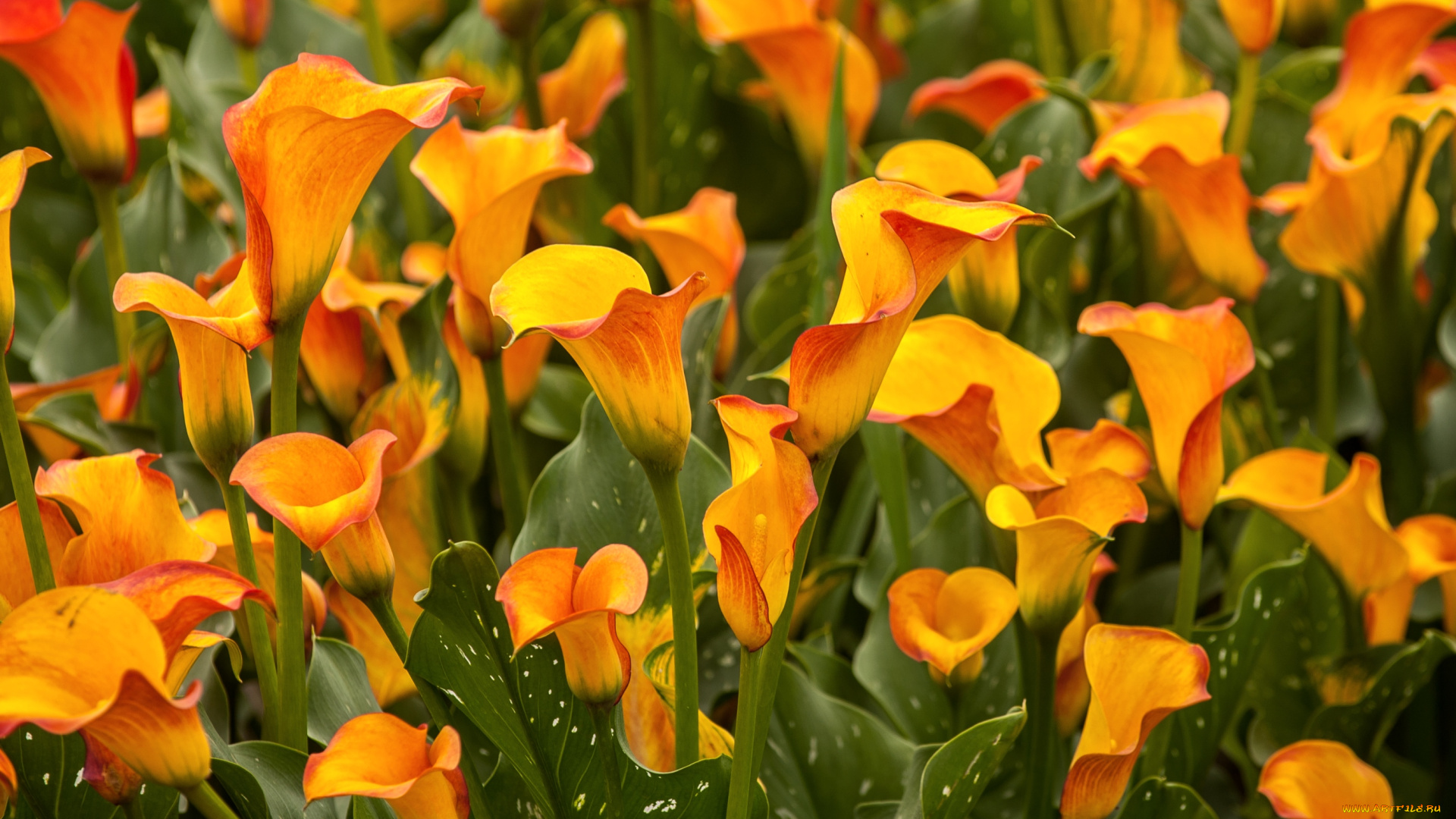 цветы, каллы, желтый, много