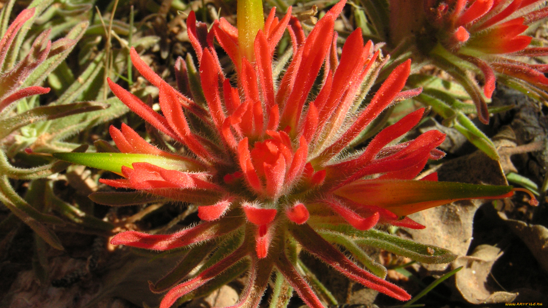 цветы, красные