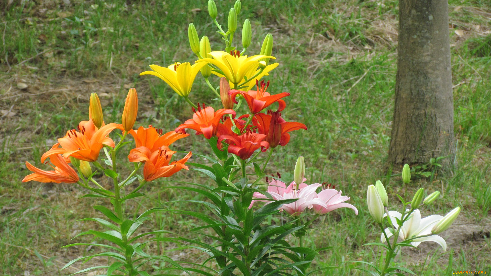 цветы, лилии, лилейники