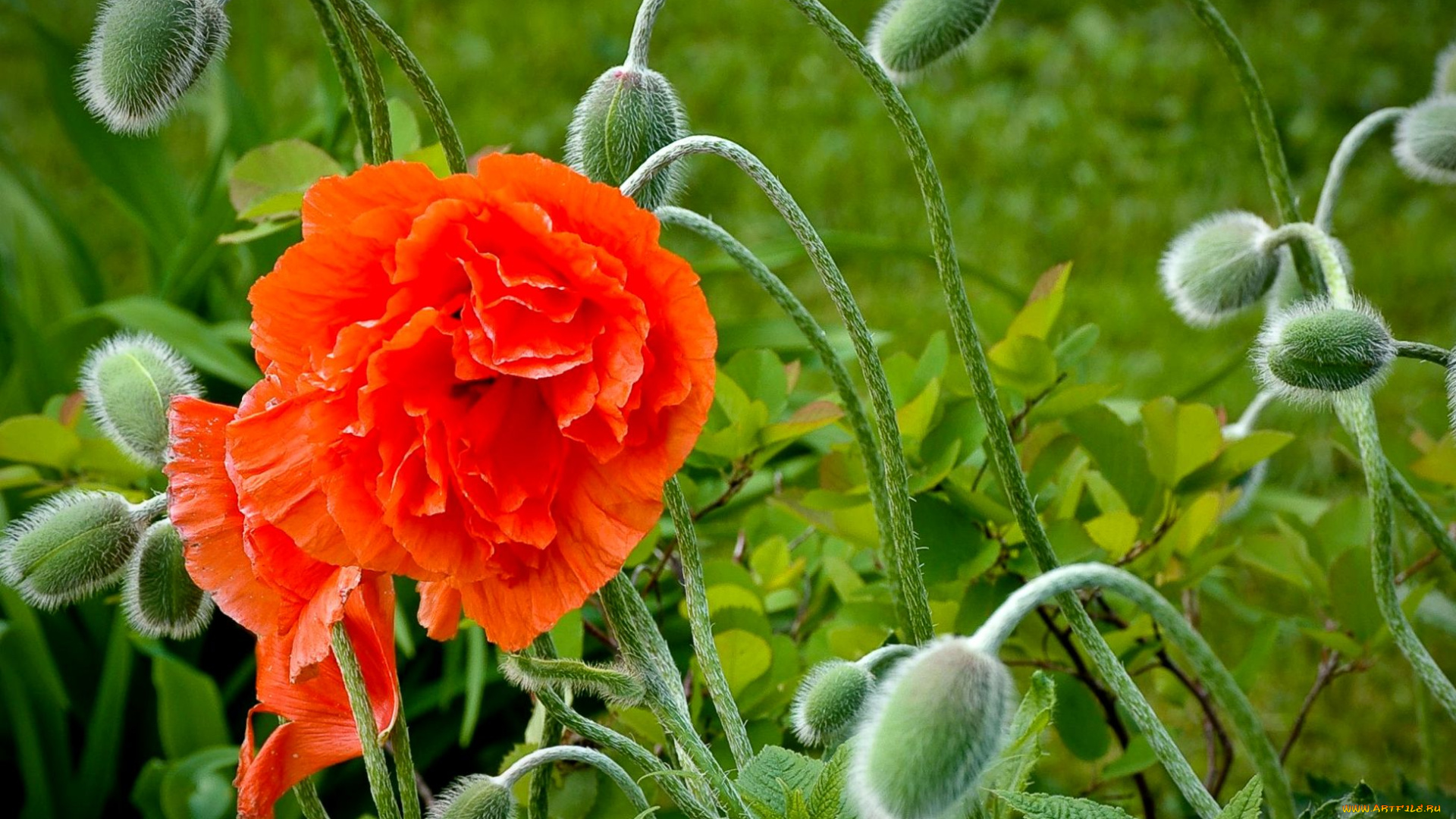 цветы, маки, красный, бутоны