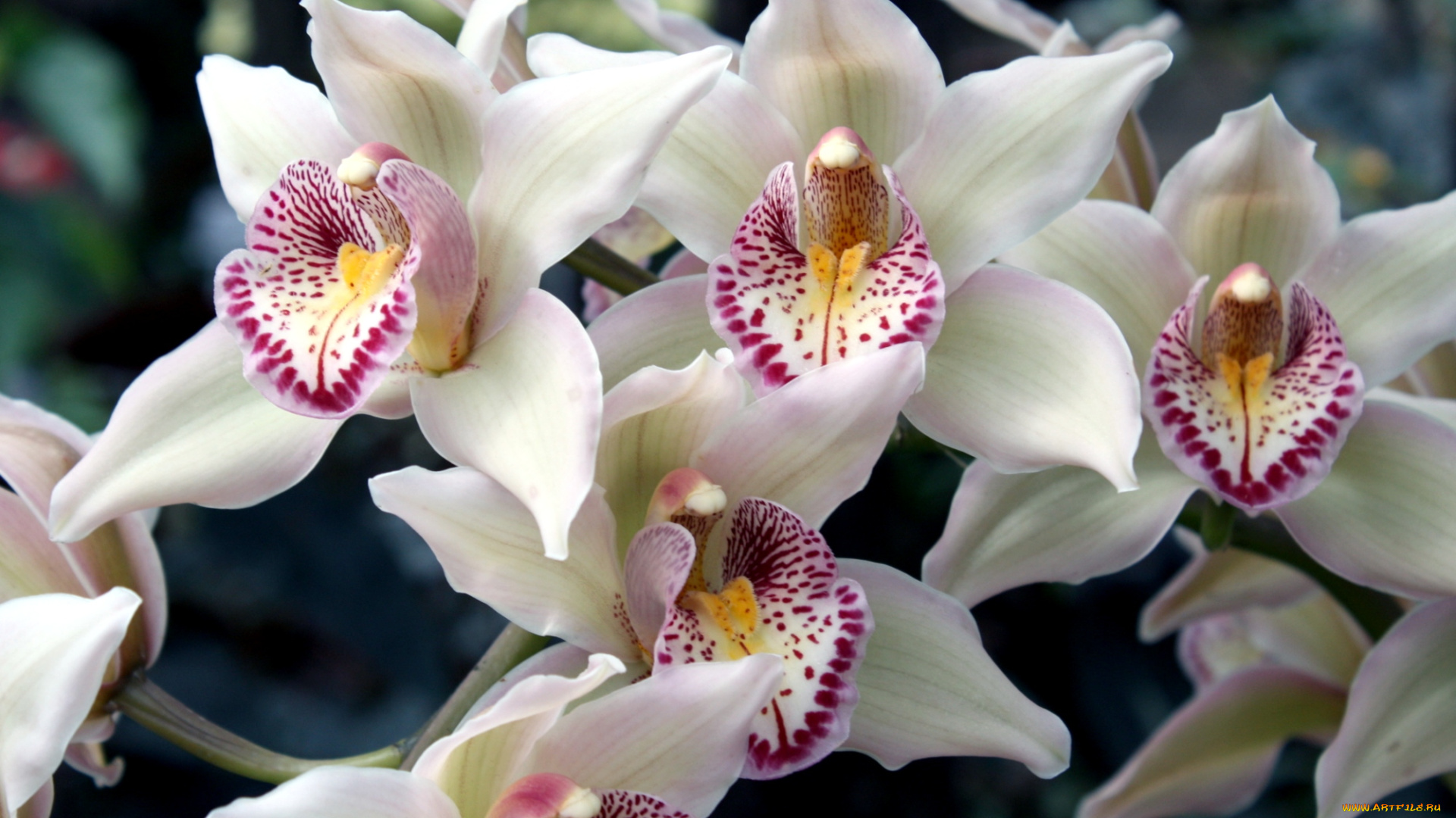 цветы, орхидеи, белый