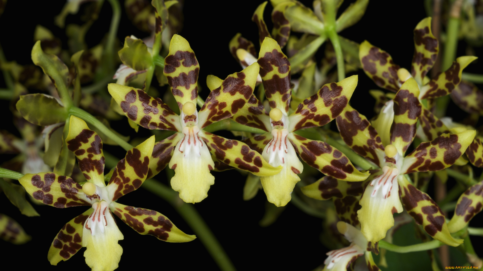 цветы, орхидеи, ветка, экзотика