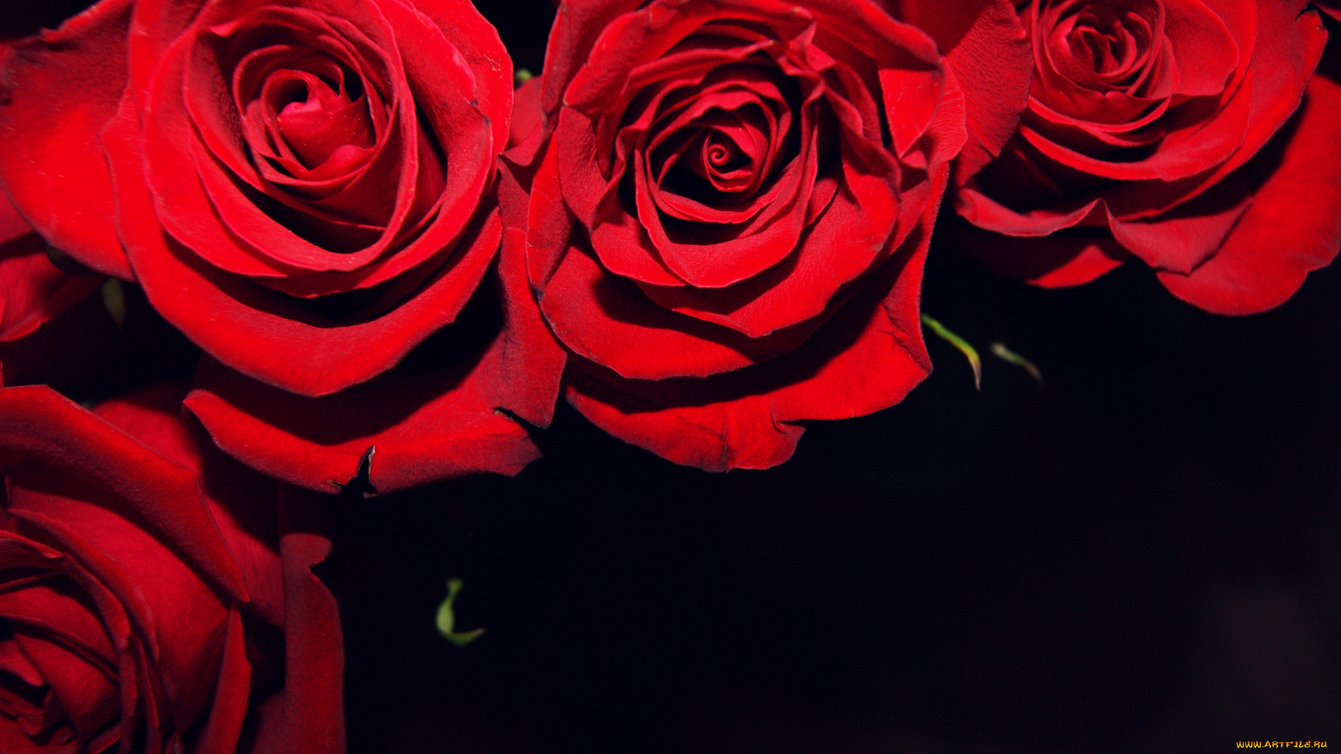 цветы, розы, черный, алый