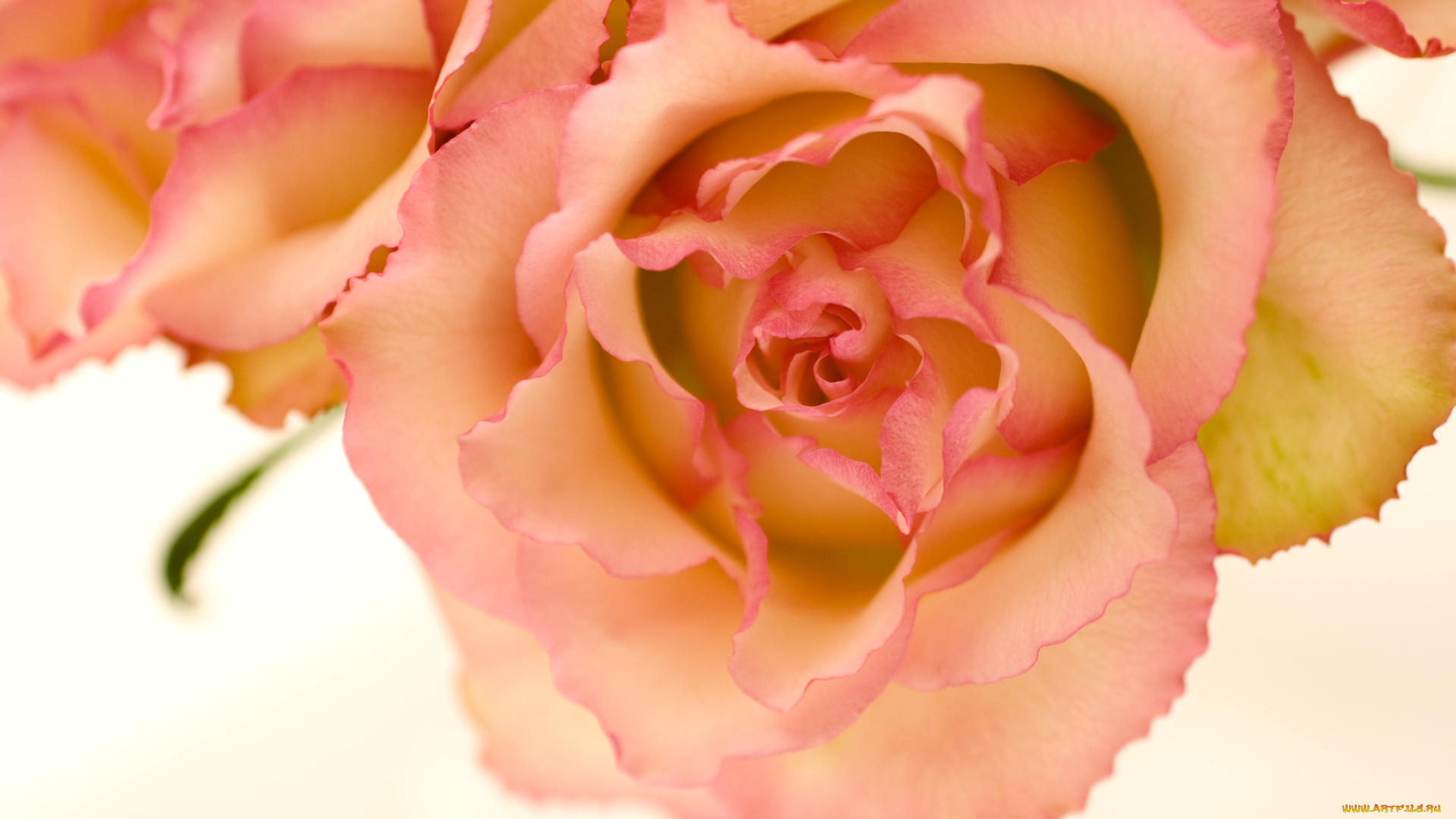 цветы, розы, лепестки