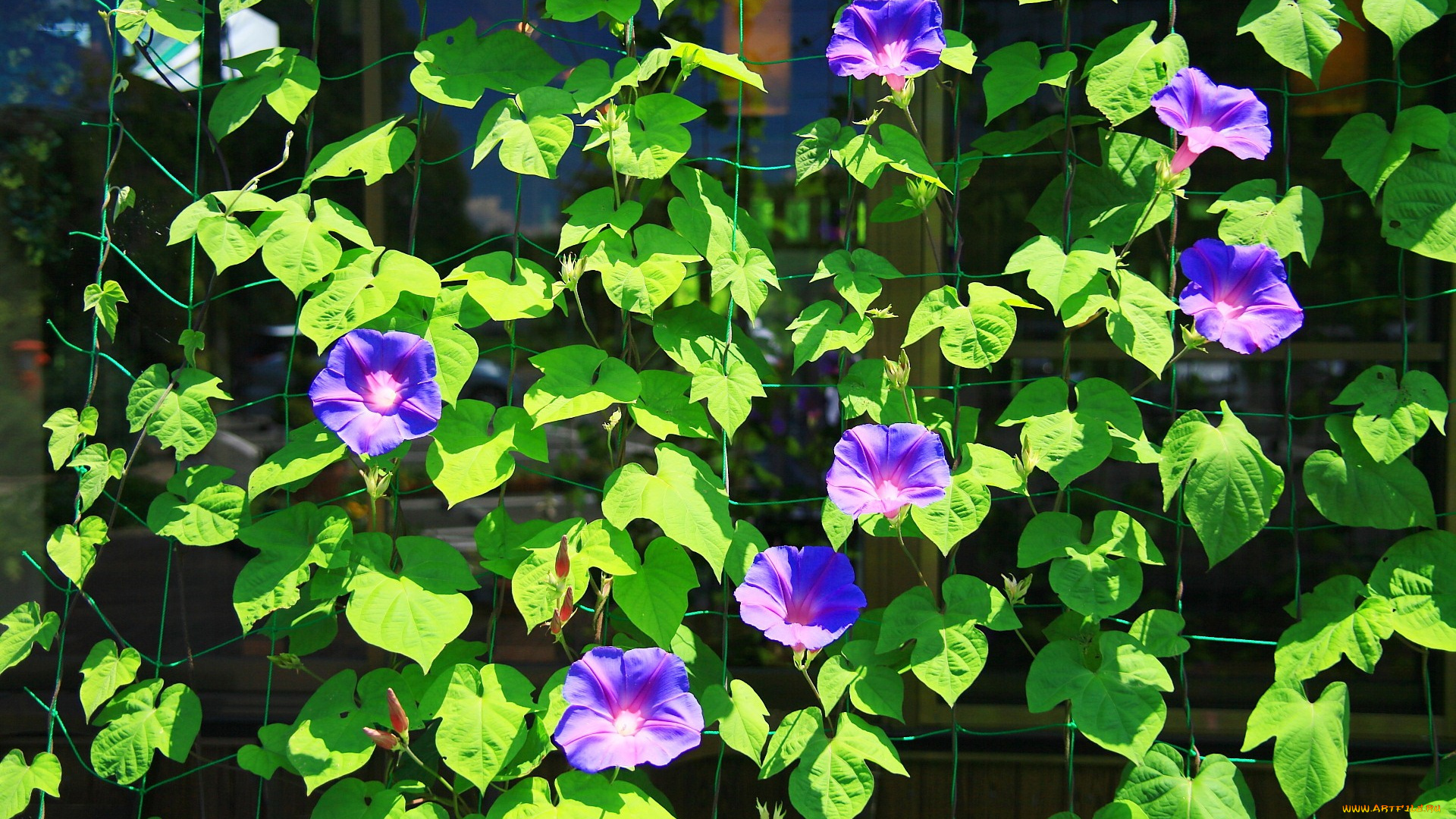 цветы, вьюнки, ипомеи