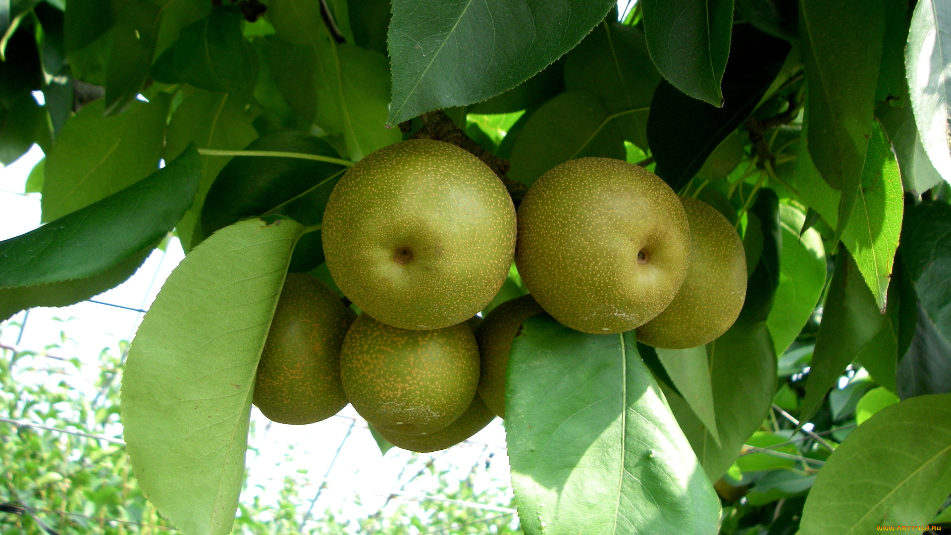 природа, плоды, ветка