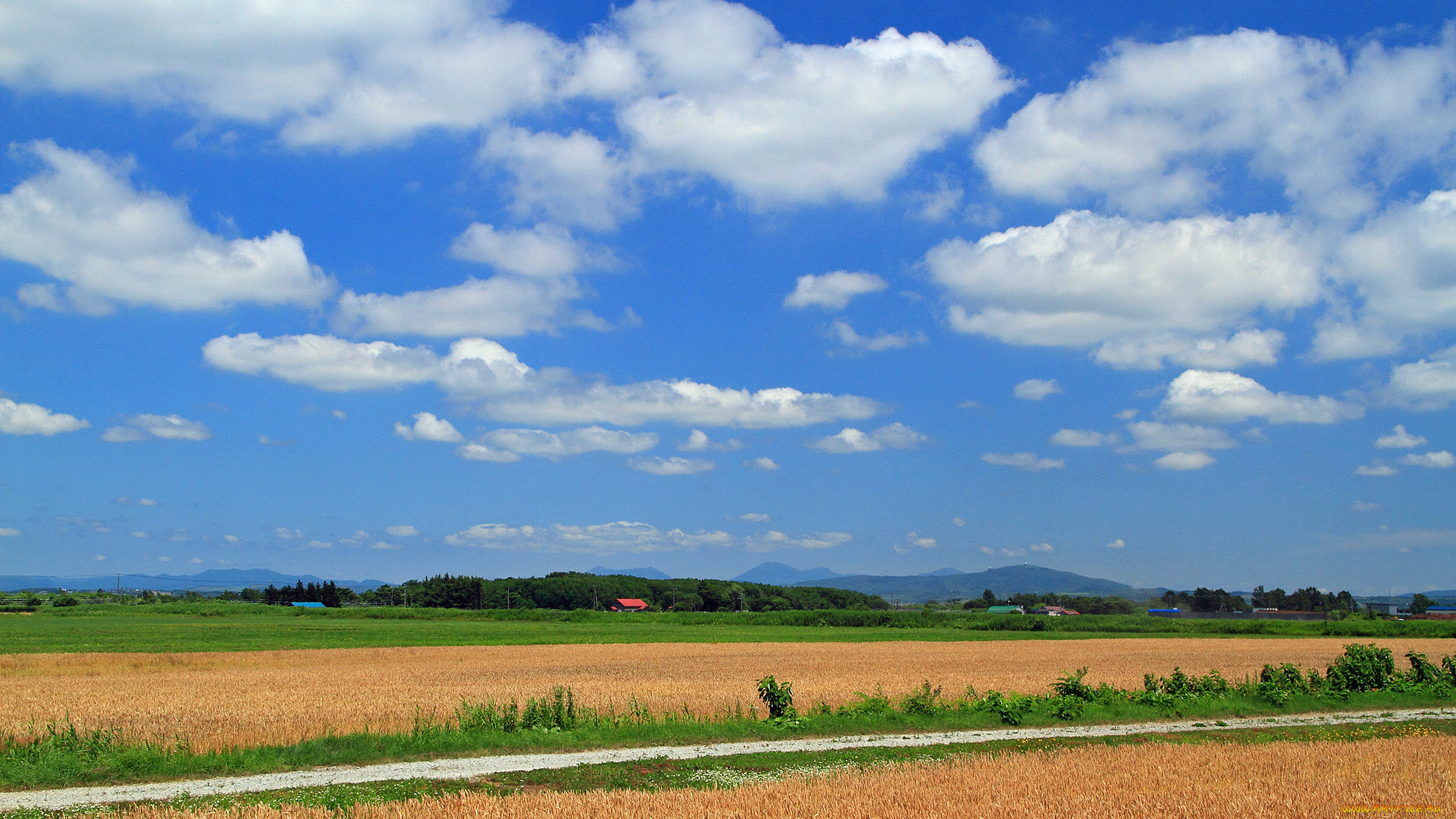 природа, поля, поле