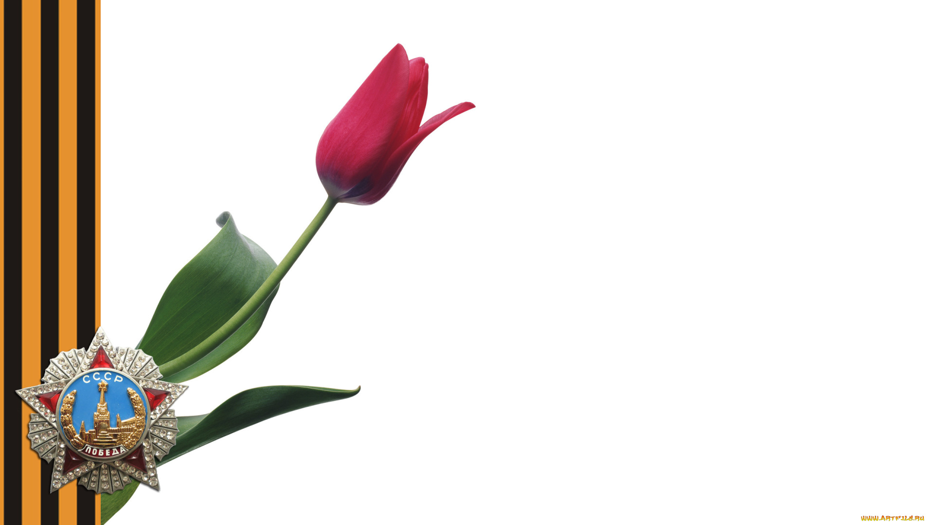 разное, награды, тюльпан, орден