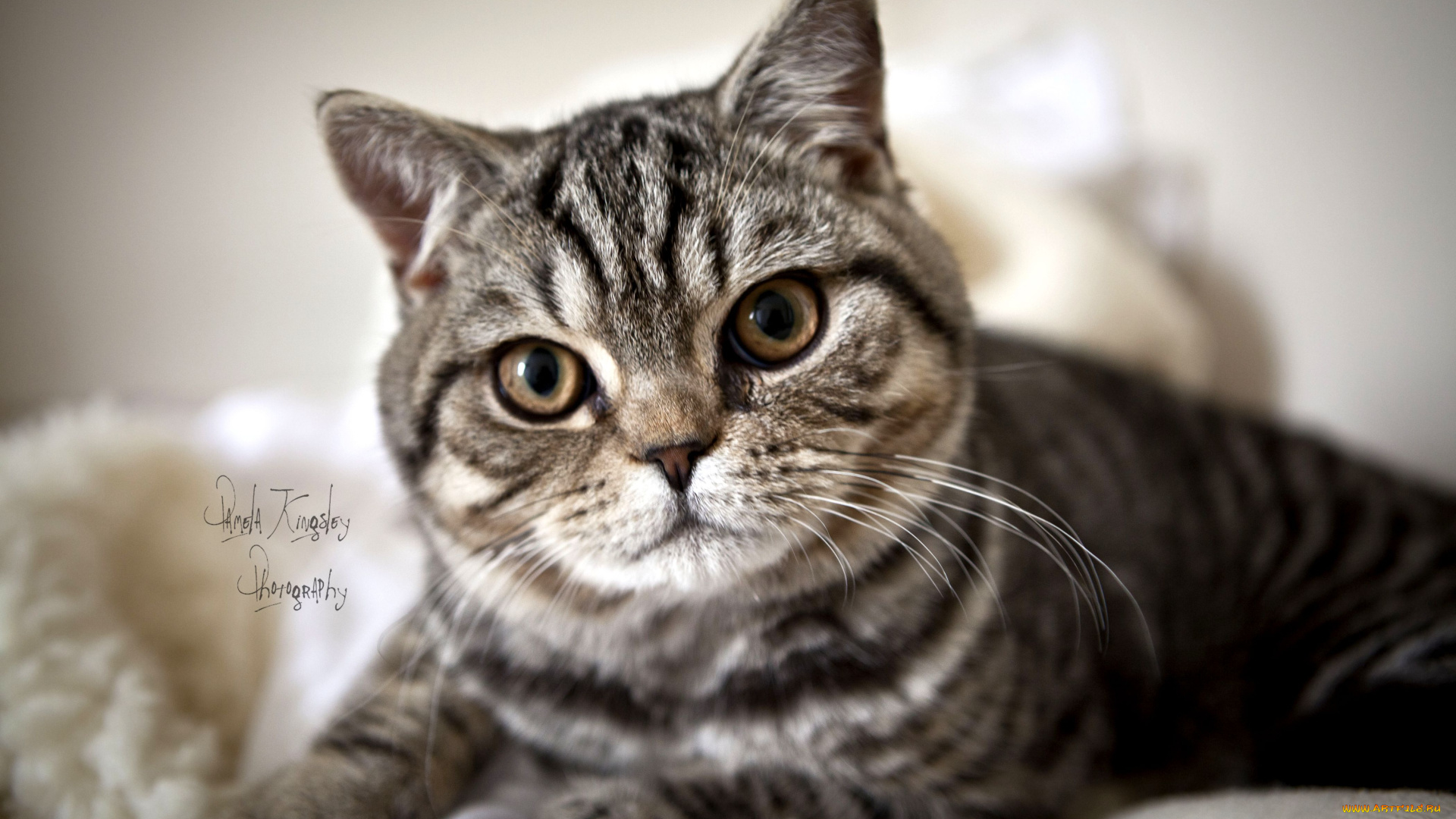 животные, коты, полосатый, взгляд