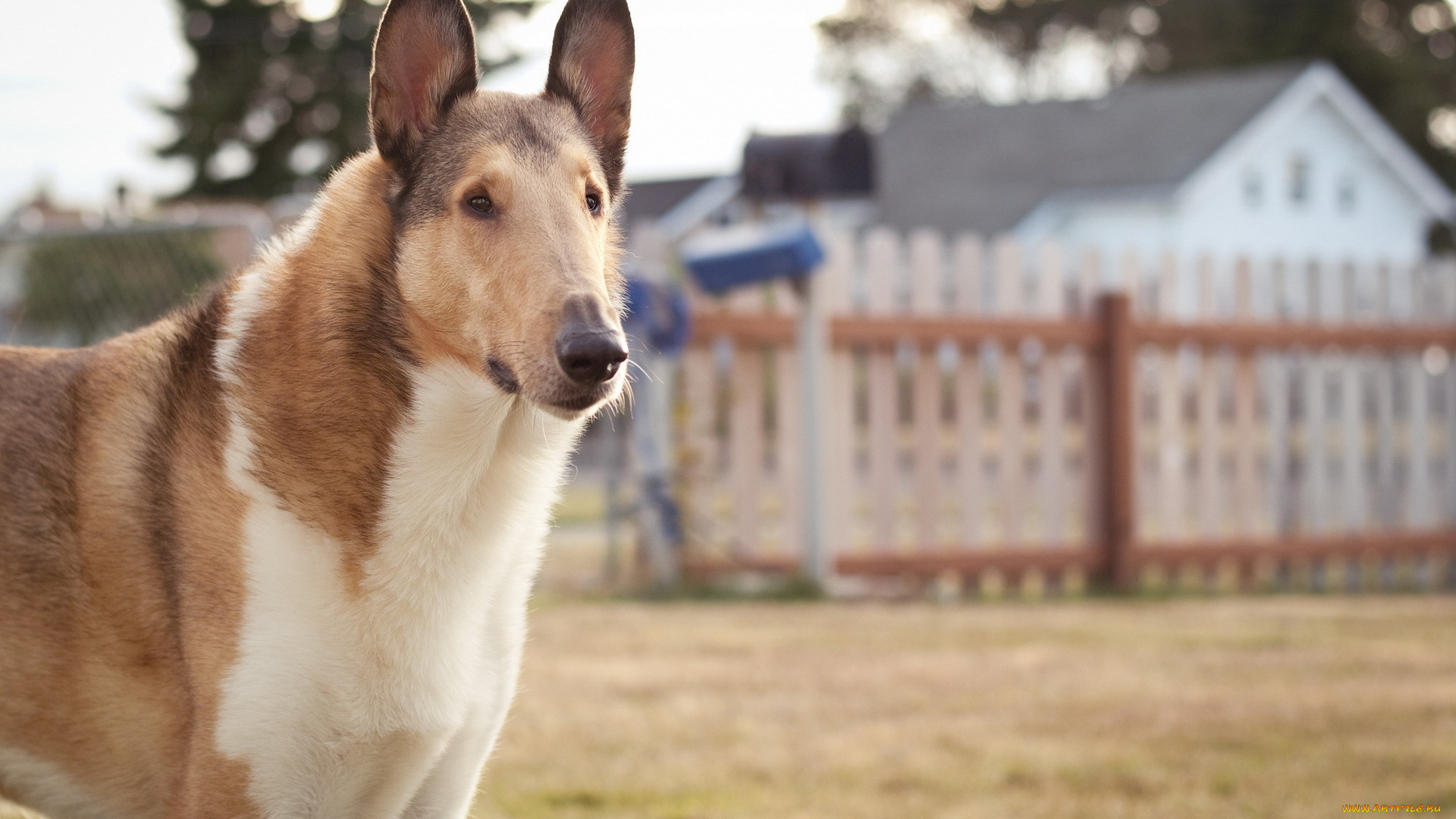животные, собаки, забор, собака