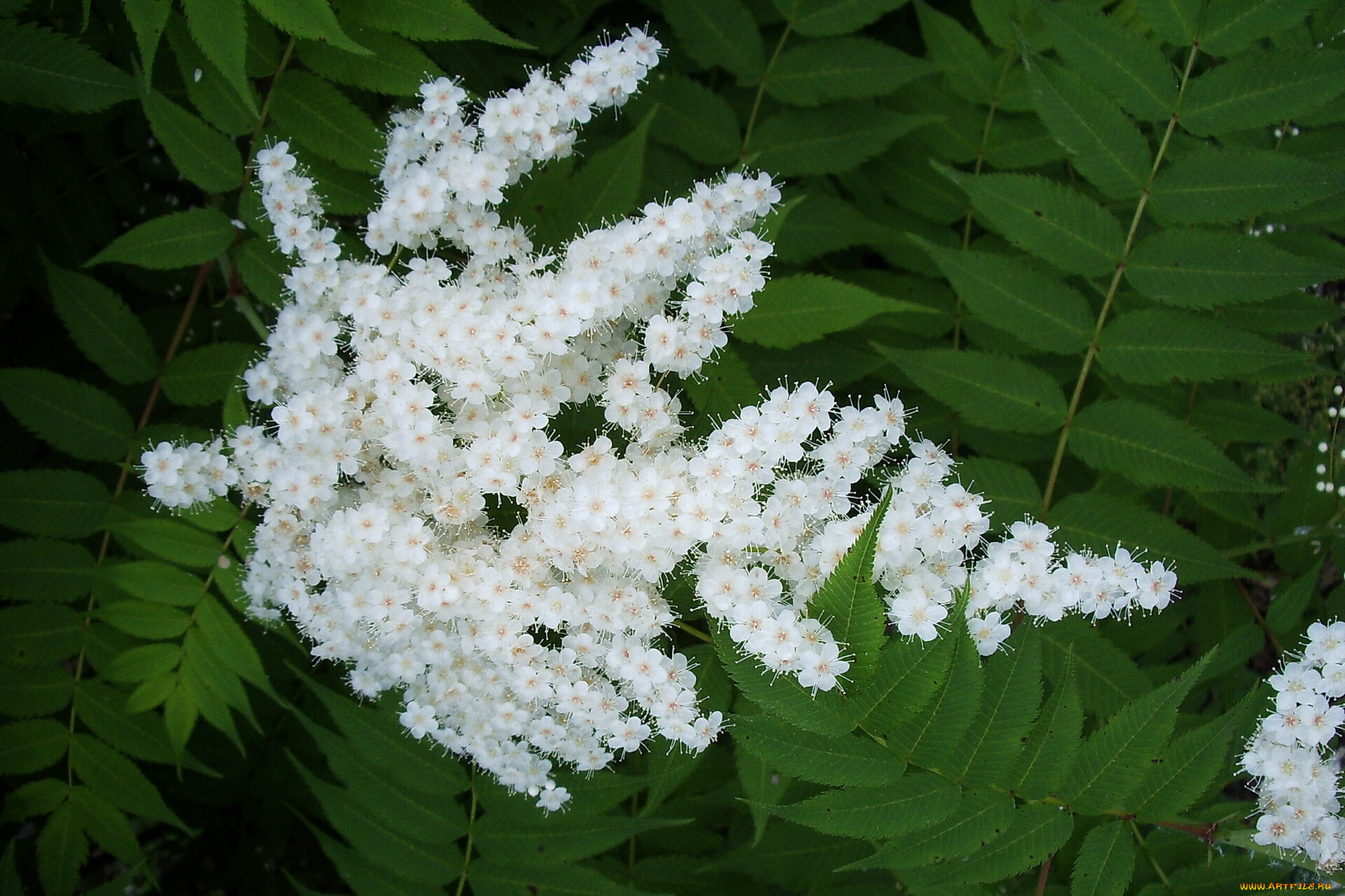 цветы, цветущие, деревья, кустарники, цветочки