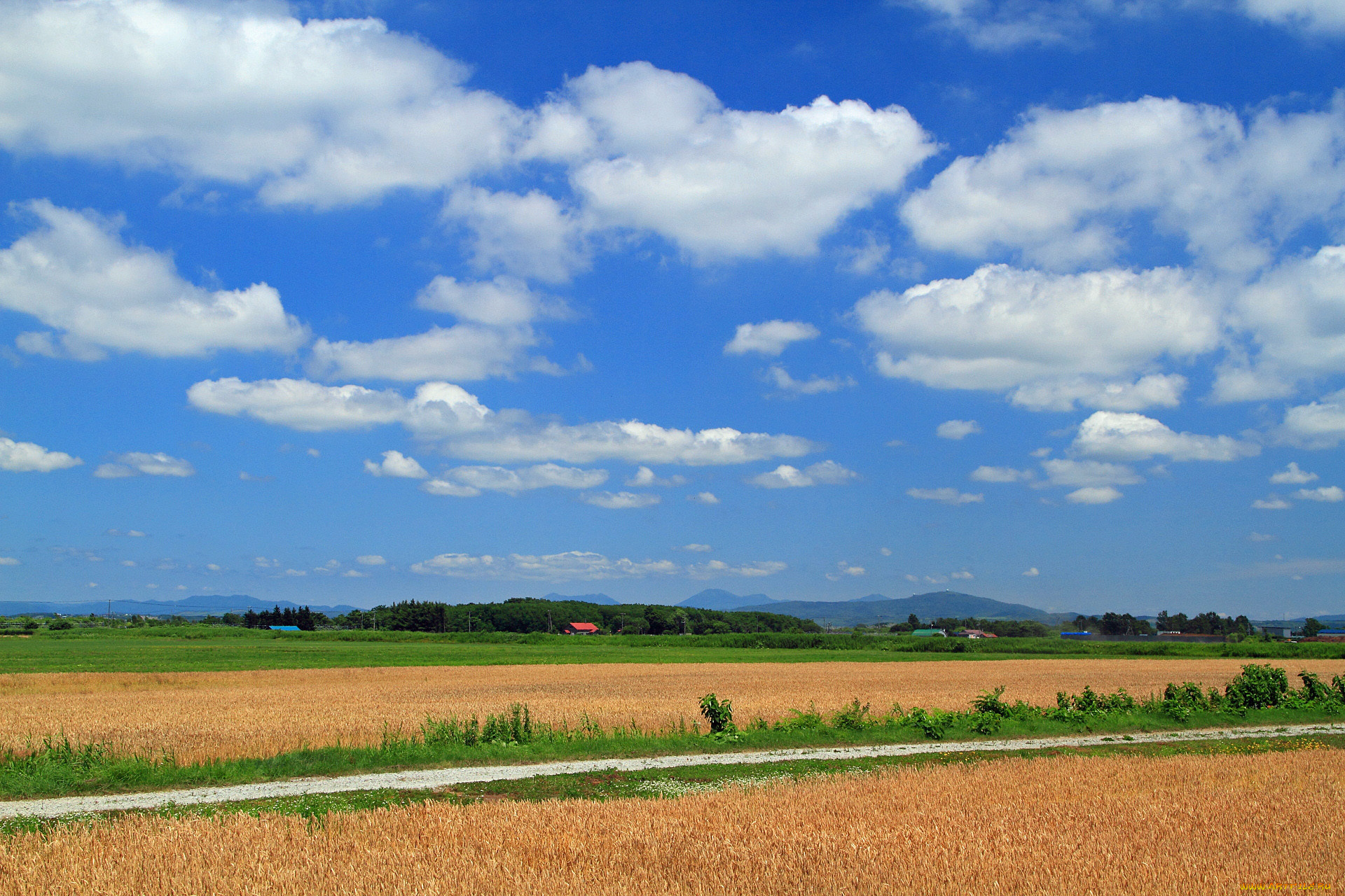 природа, поля, поле