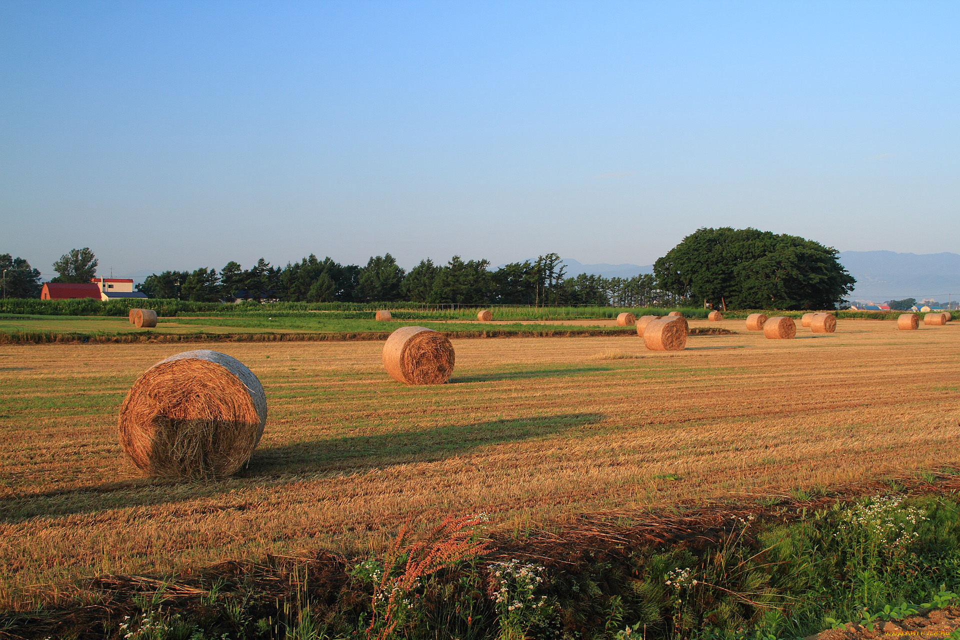 природа, поля, сено