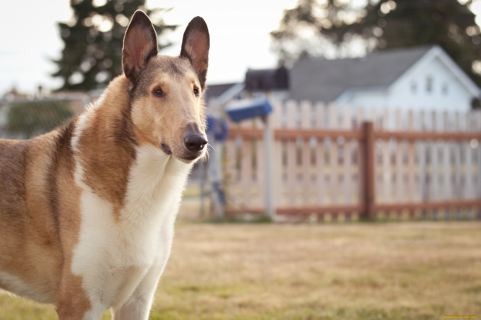 животные, собаки, забор, собака