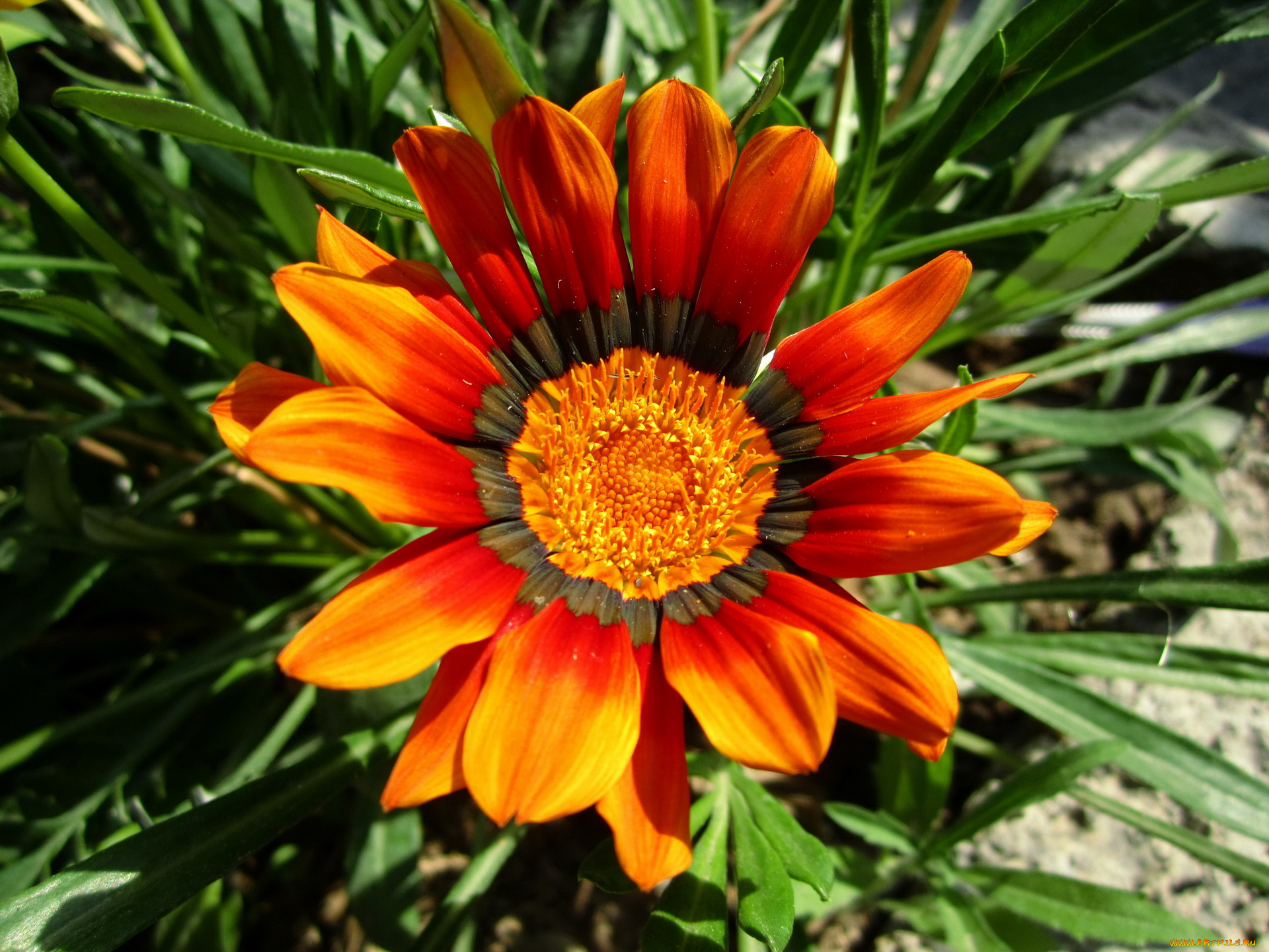 цветы, газания, лепестки