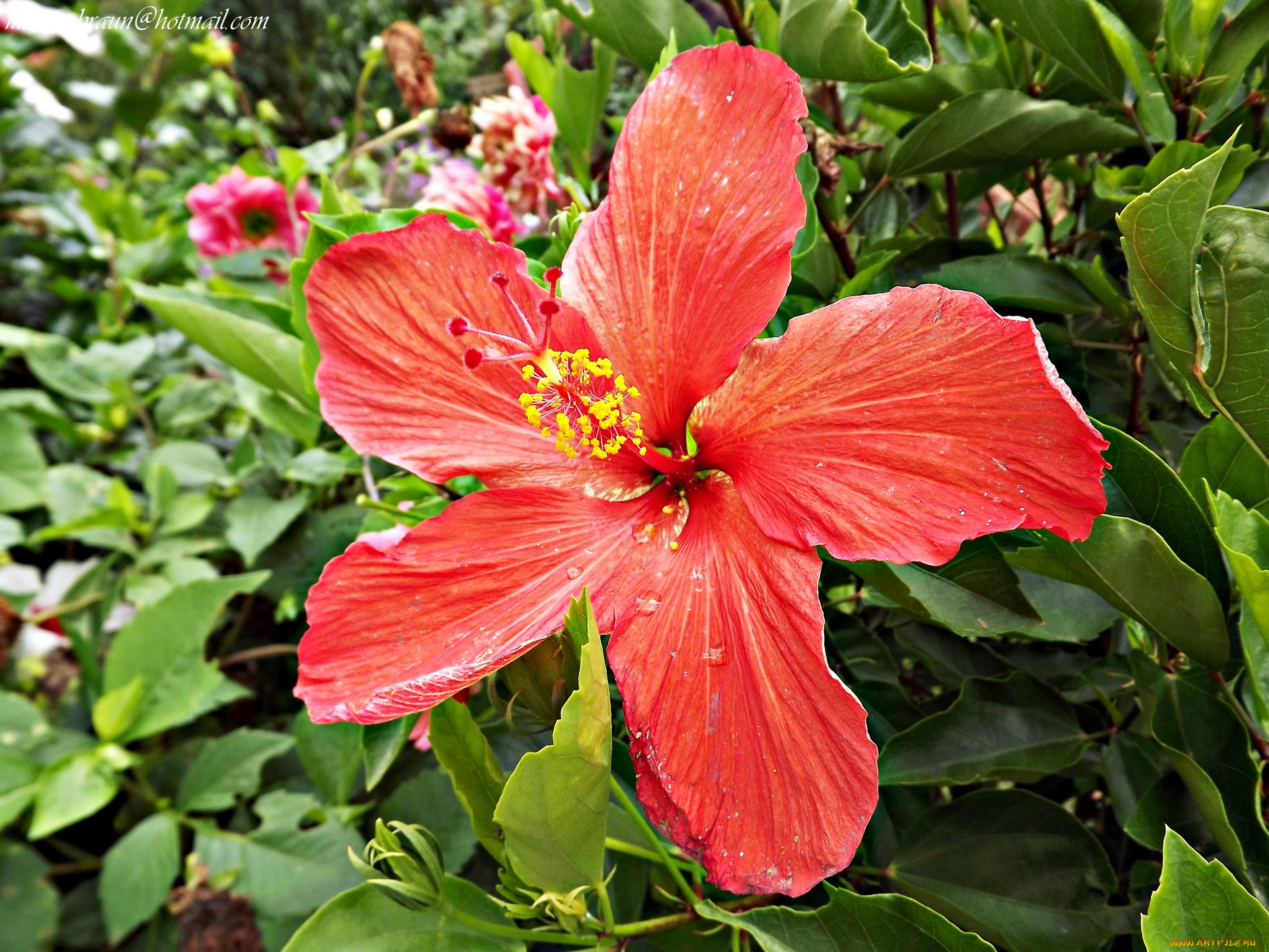 цветы, гибискусы, бутон