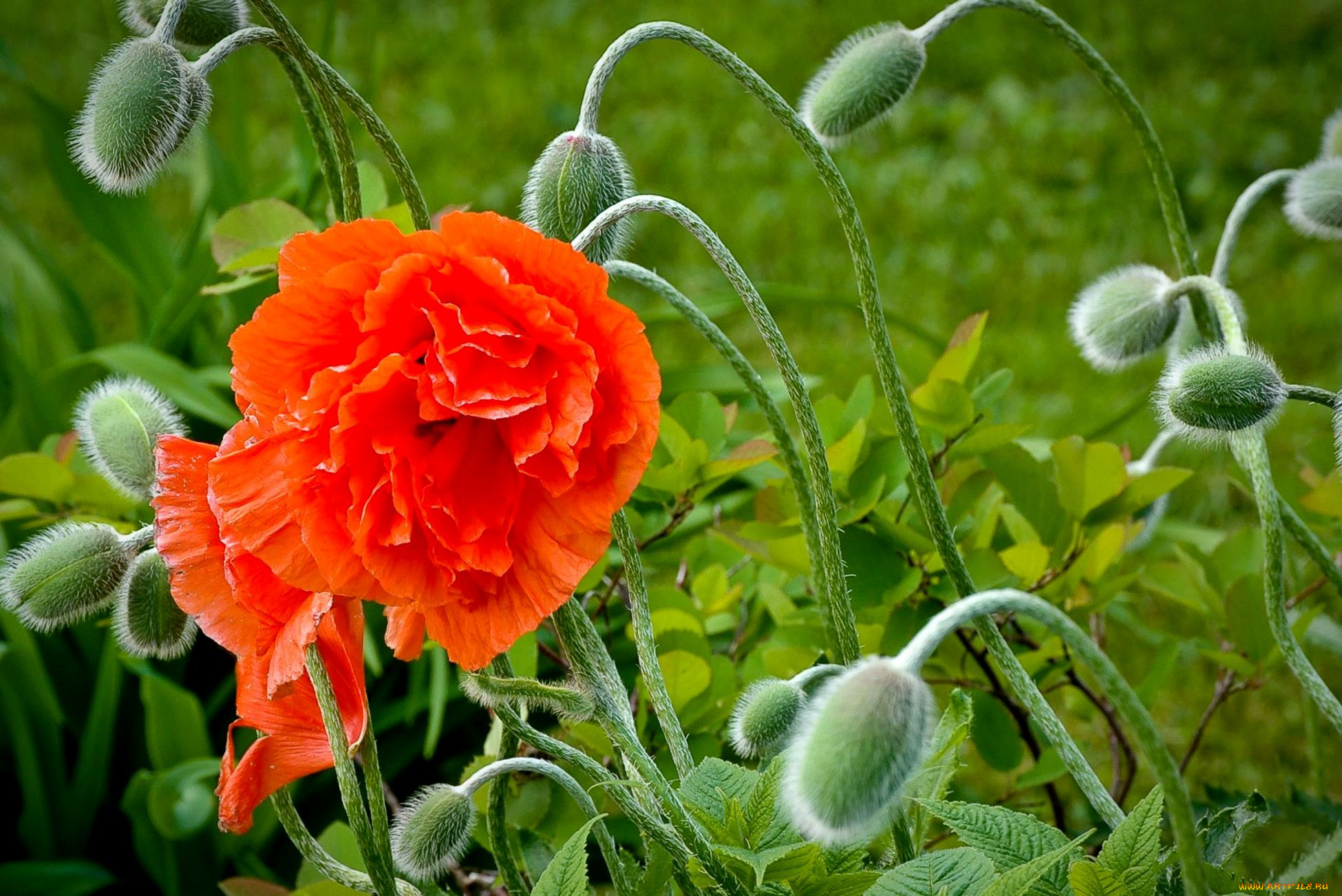 цветы, маки, красный, бутоны