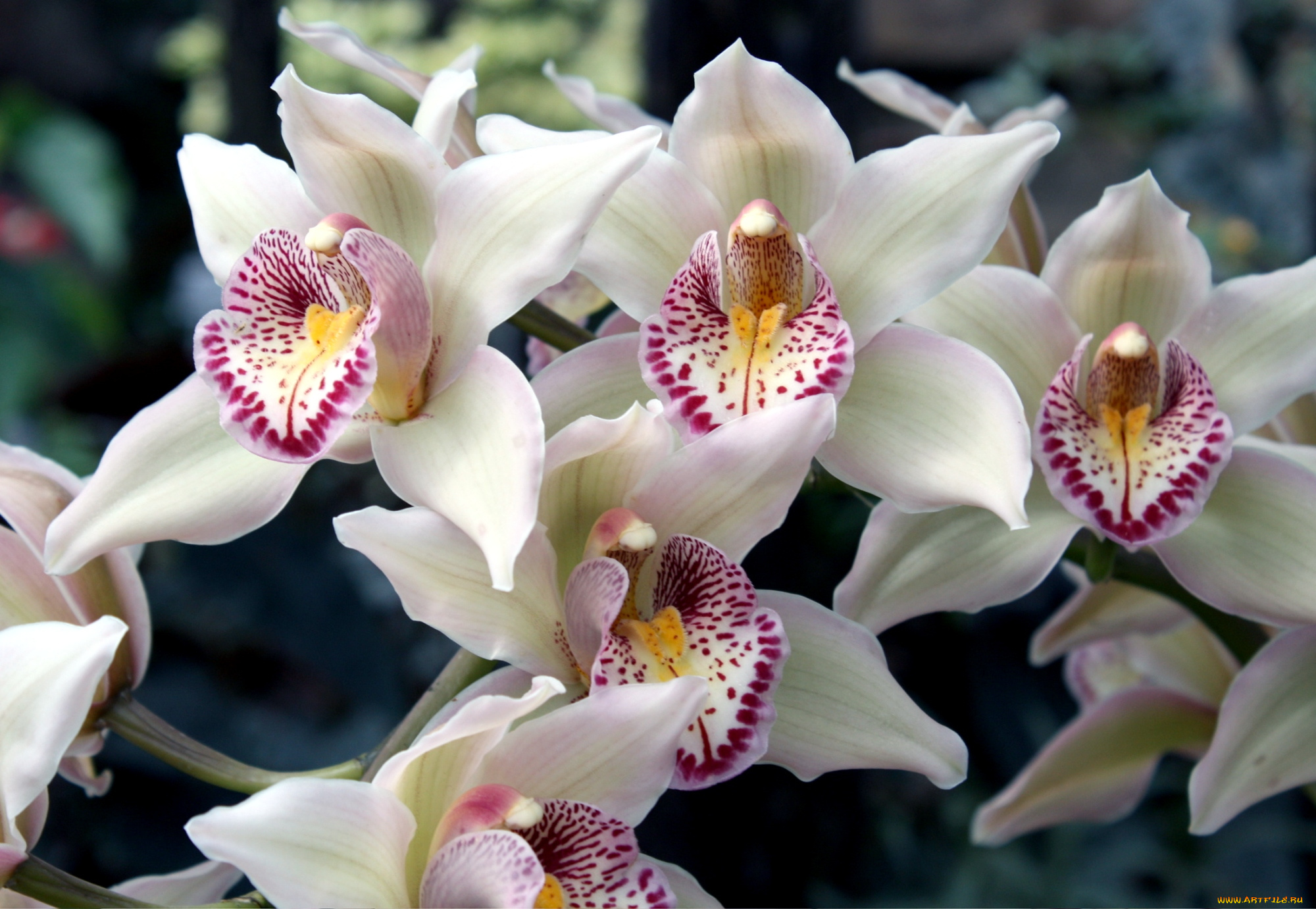 цветы, орхидеи, белый