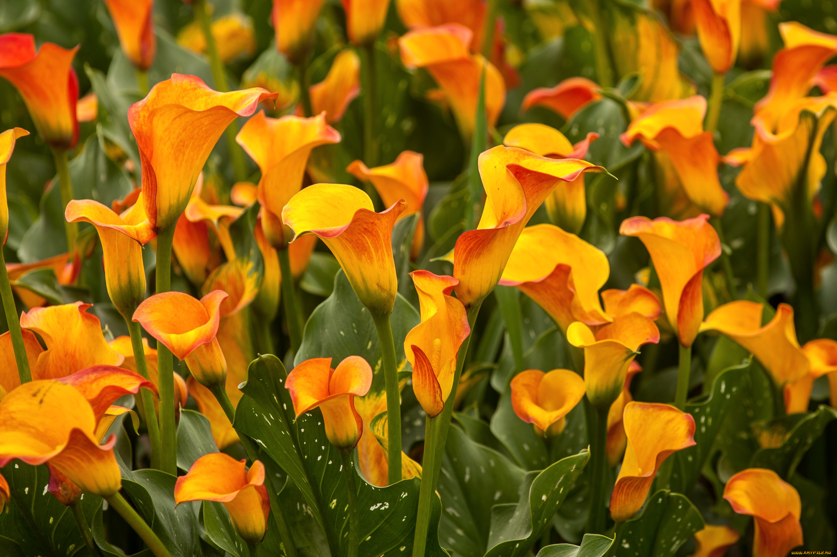 цветы, каллы, желтый, много