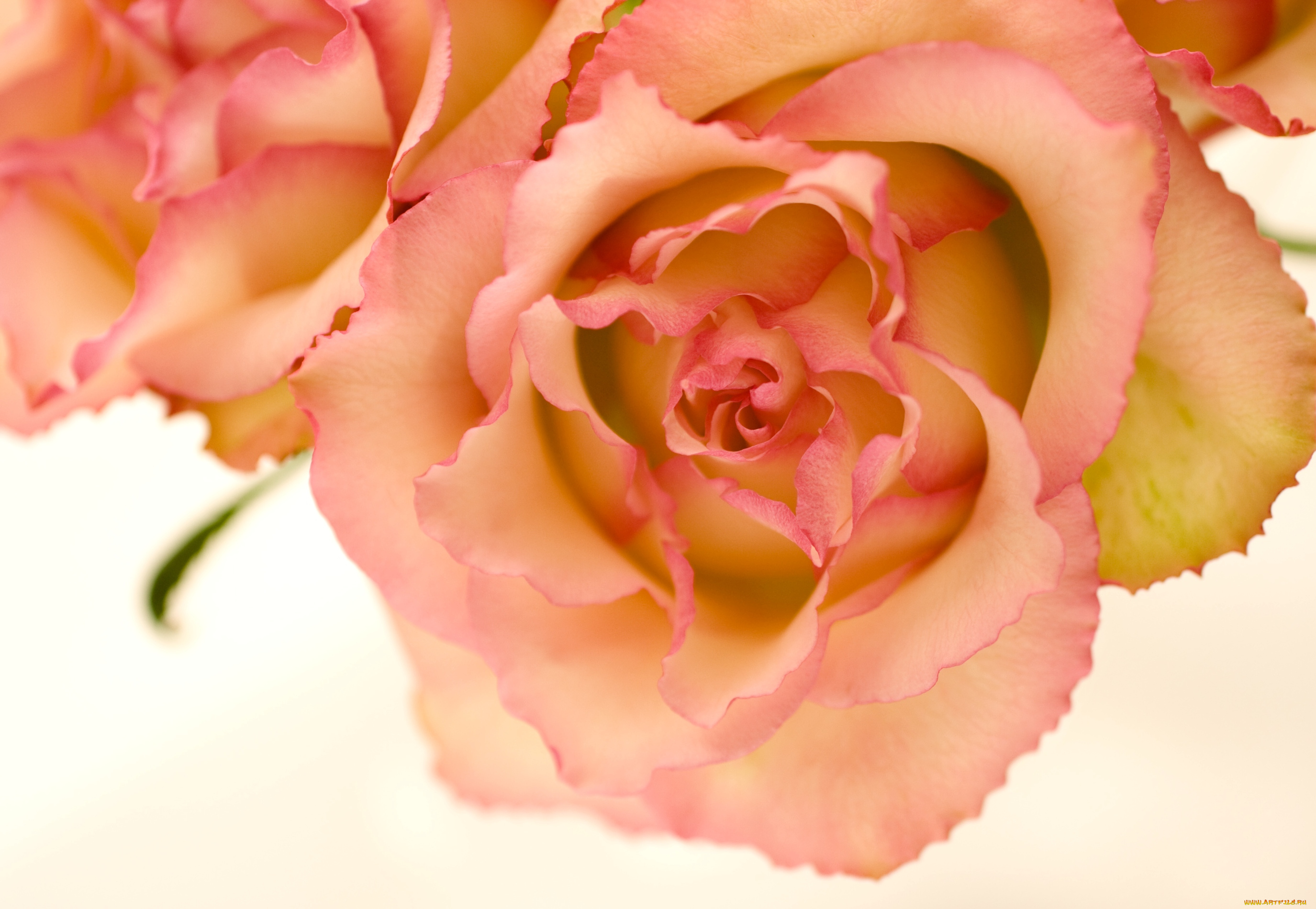 цветы, розы, лепестки