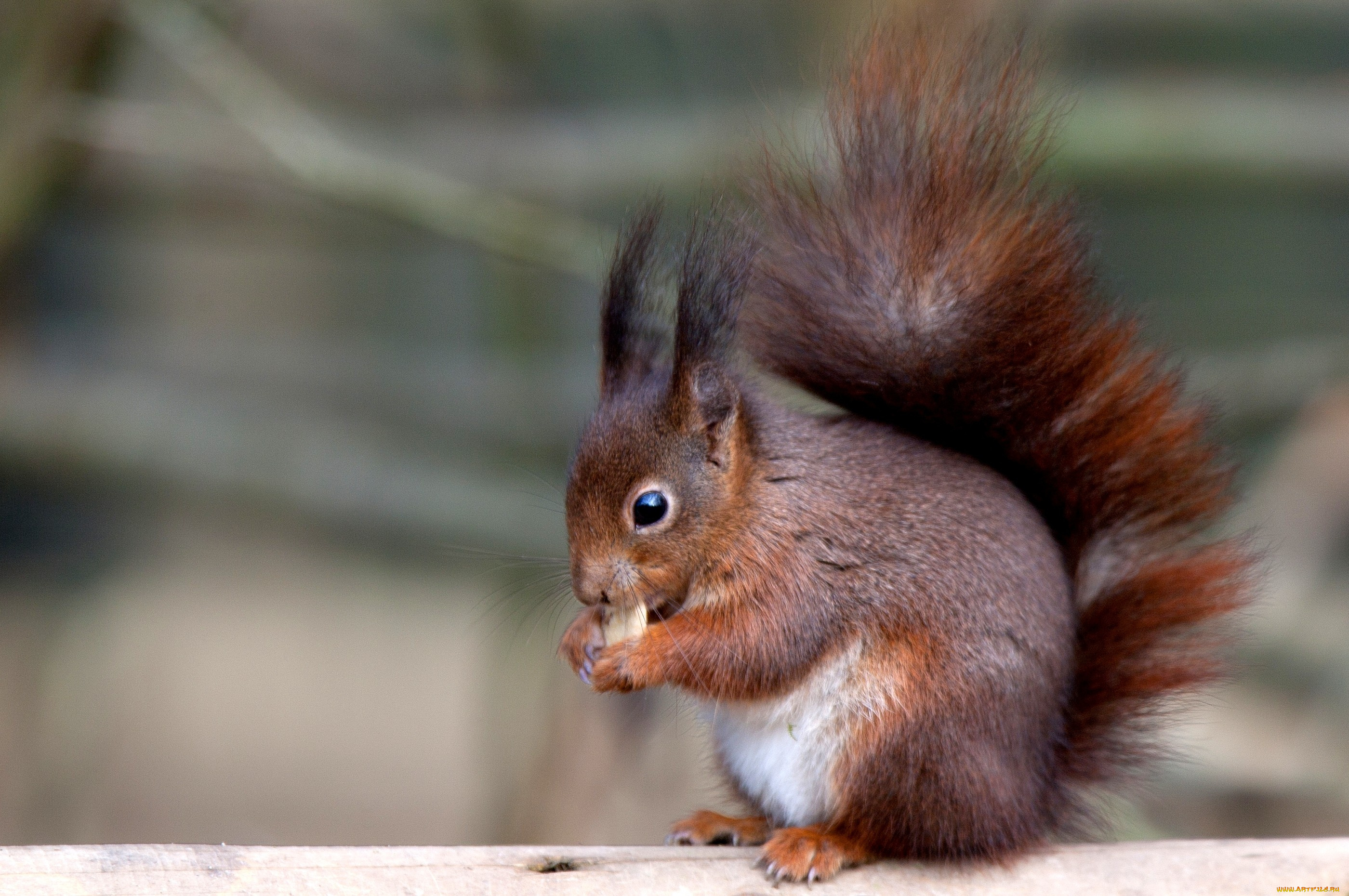 животные, белки, пушистый, хвост