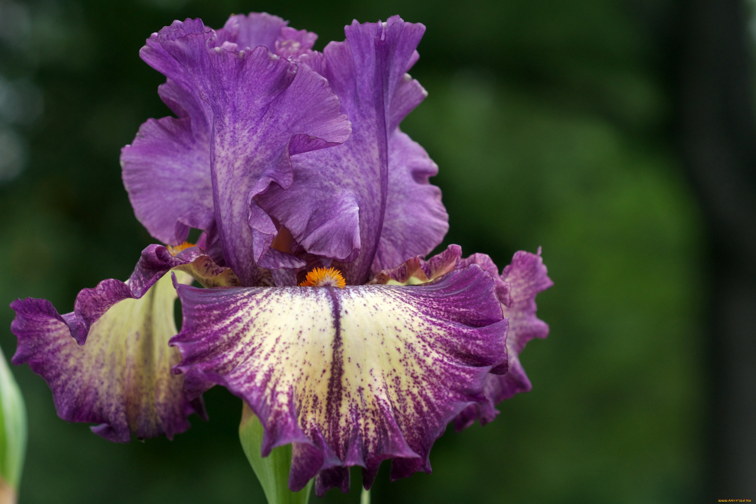 цветы, ирисы, лиловый