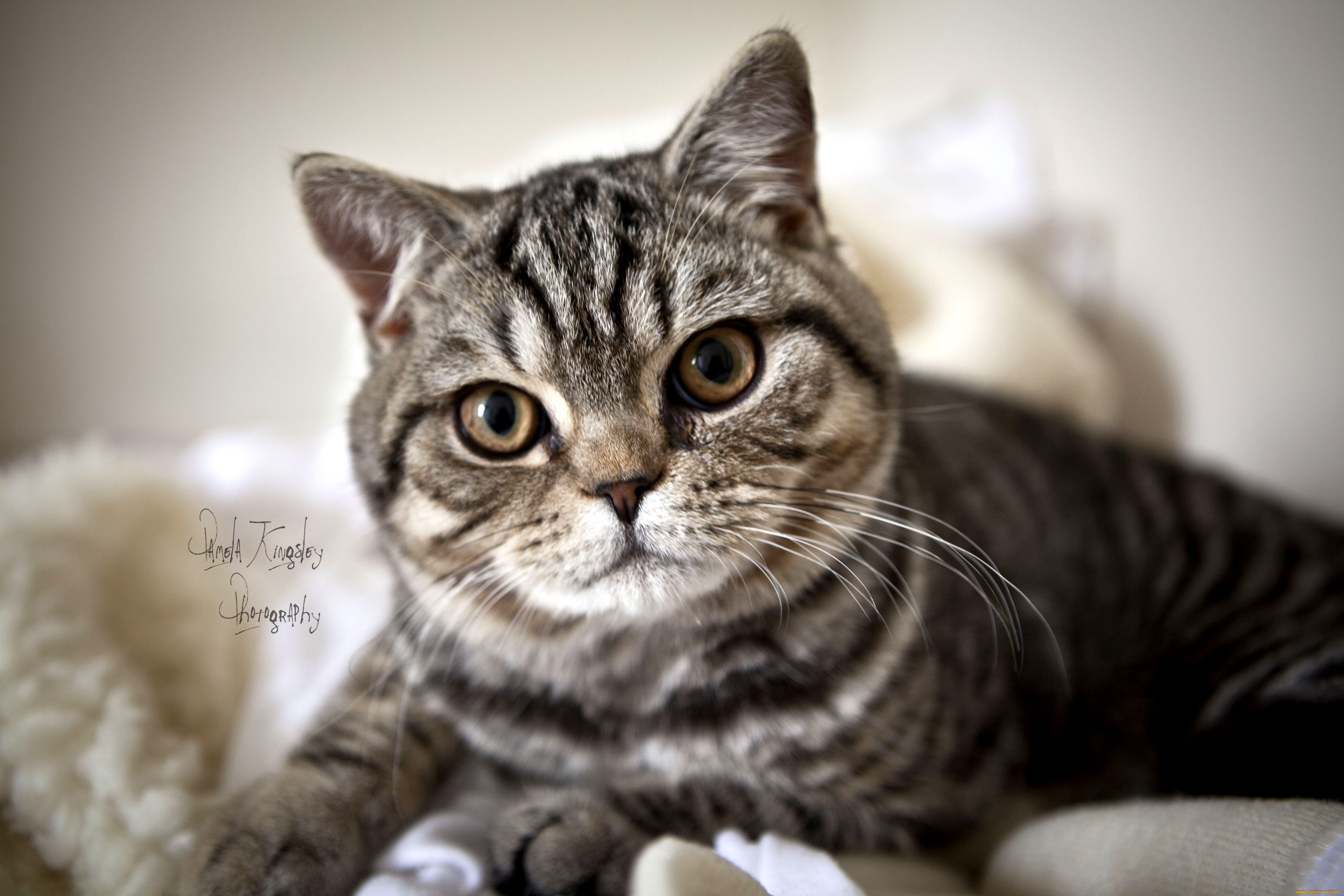 животные, коты, полосатый, взгляд