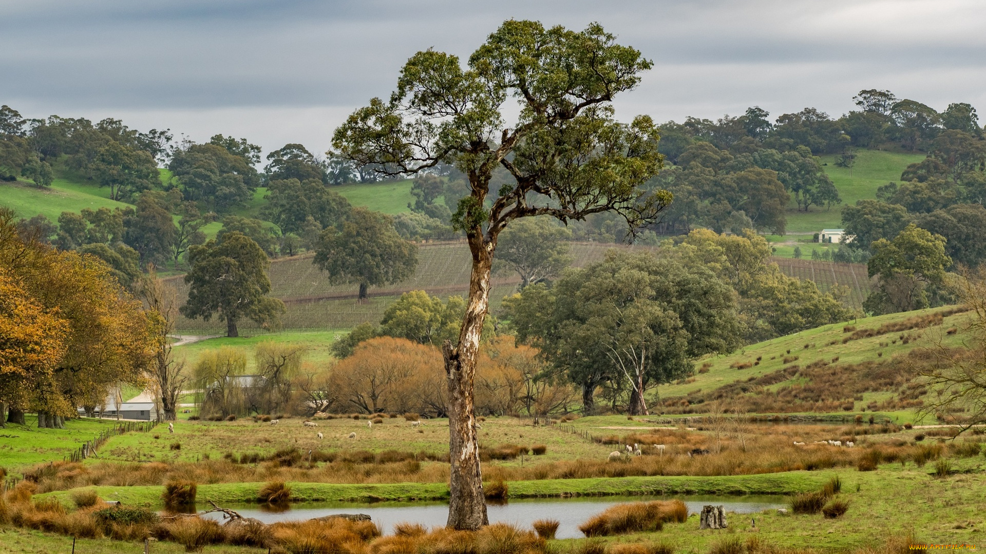 австралия, природа, деревья, трава, водоем, поля