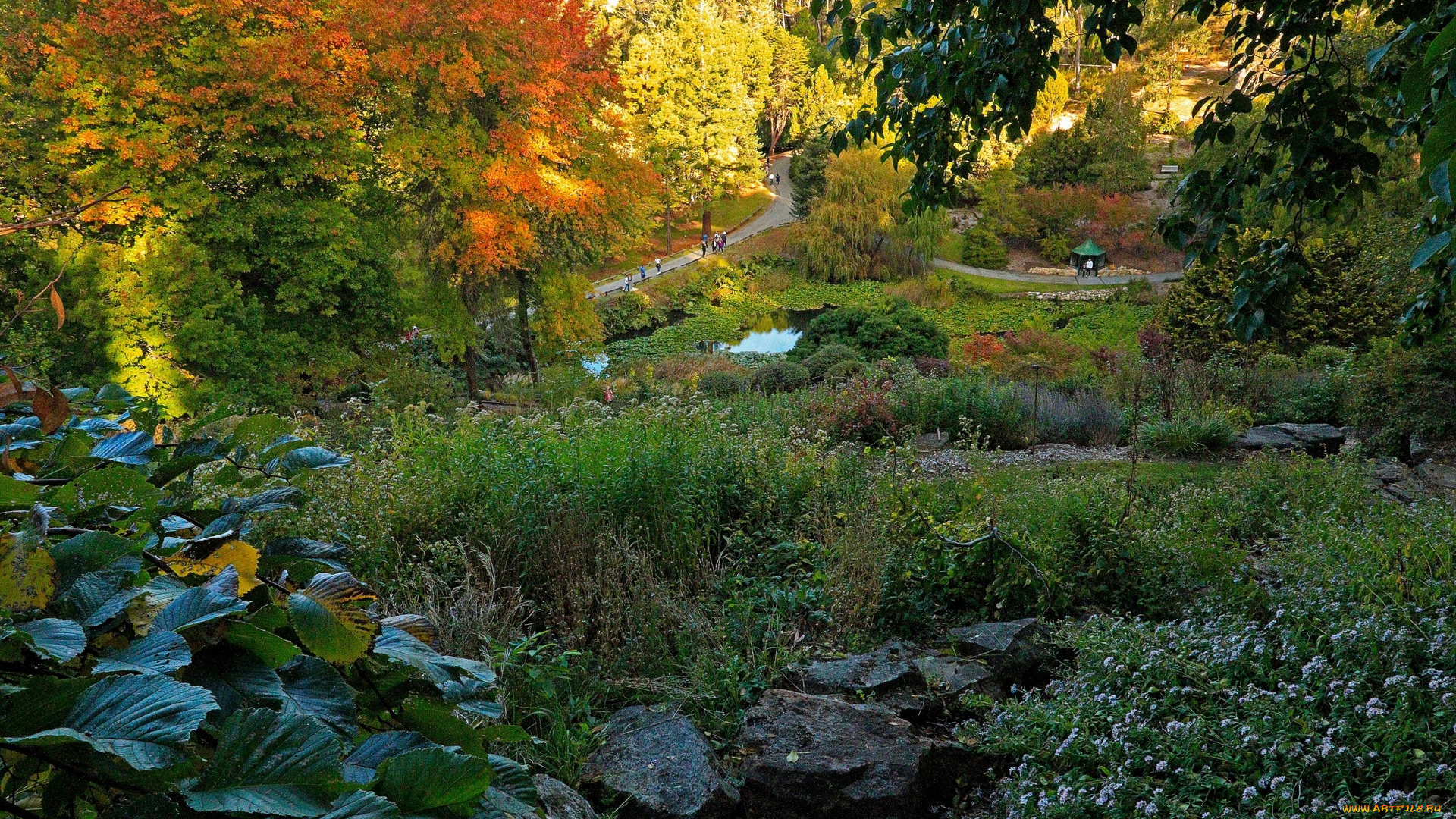 австралия, природа, парк, камни, цветы, деревья