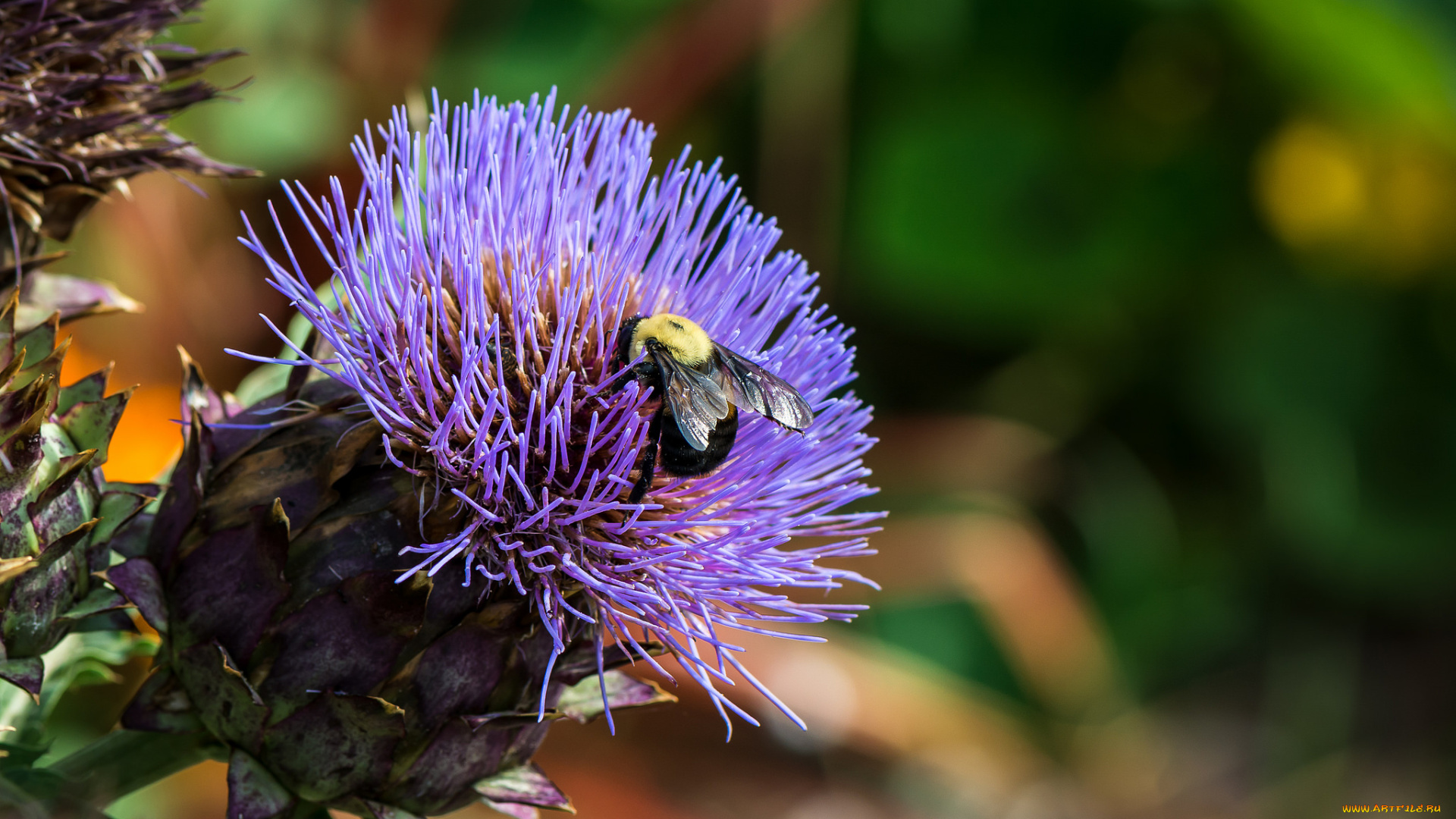 цветы, Чертополох, , репейник, чертополох