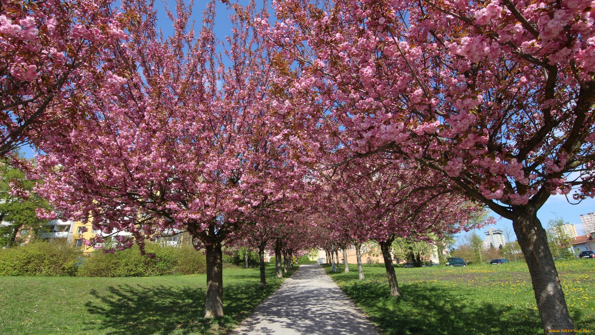 цветы, цветущие, деревья, , , кустарники, дорога, трава, здания