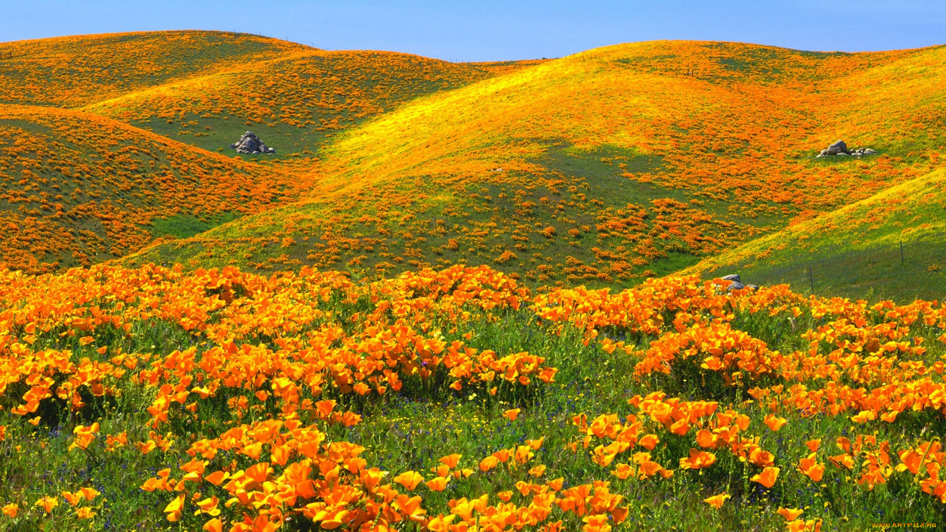 цветы, эшшольция, , калифорнийский, мак, маки, холмы, заказник