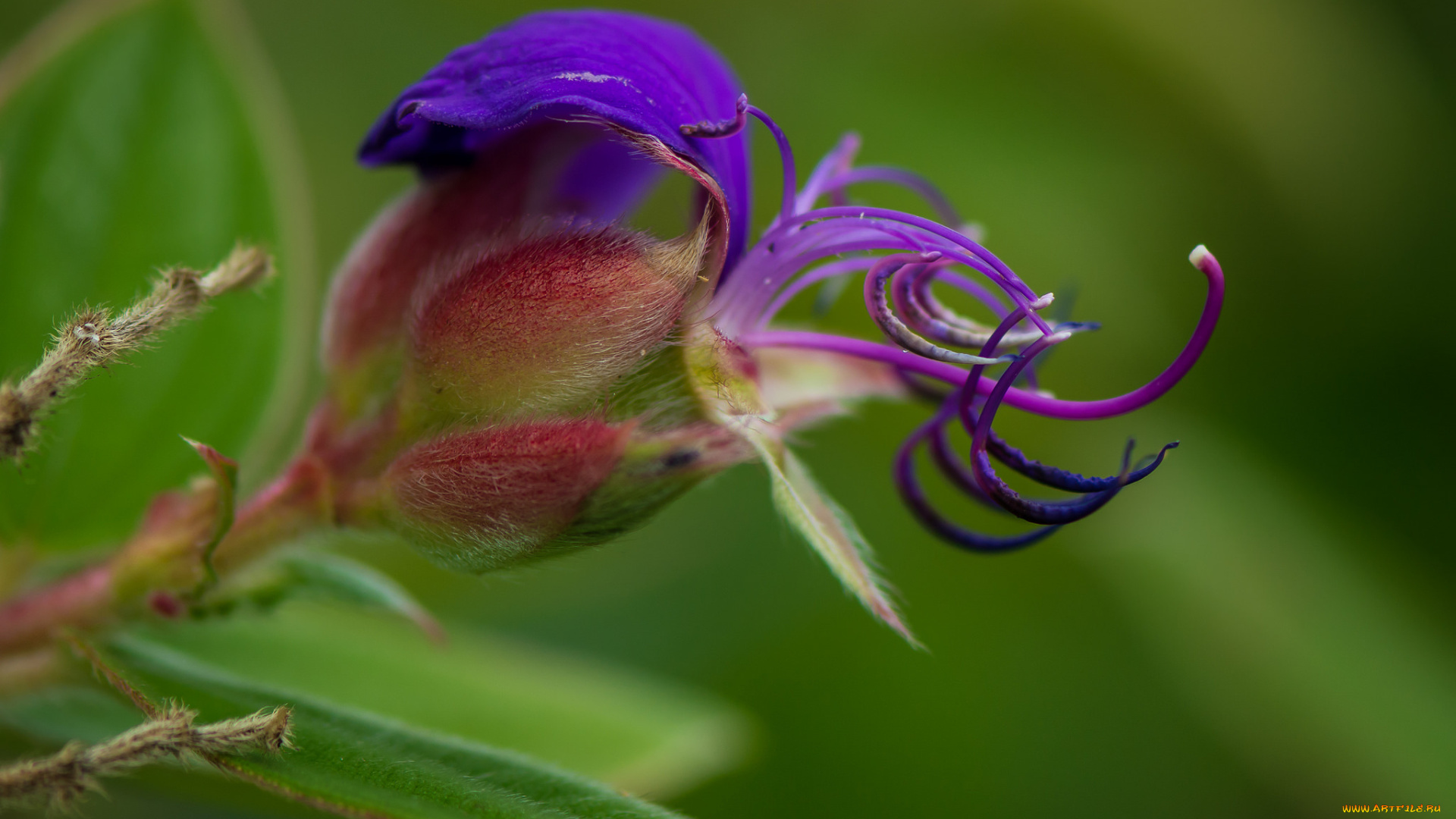 цветы, фиолетовый, цветок