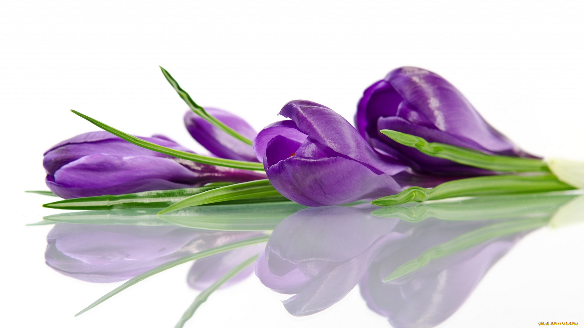 цветы, крокусы, белый, фон