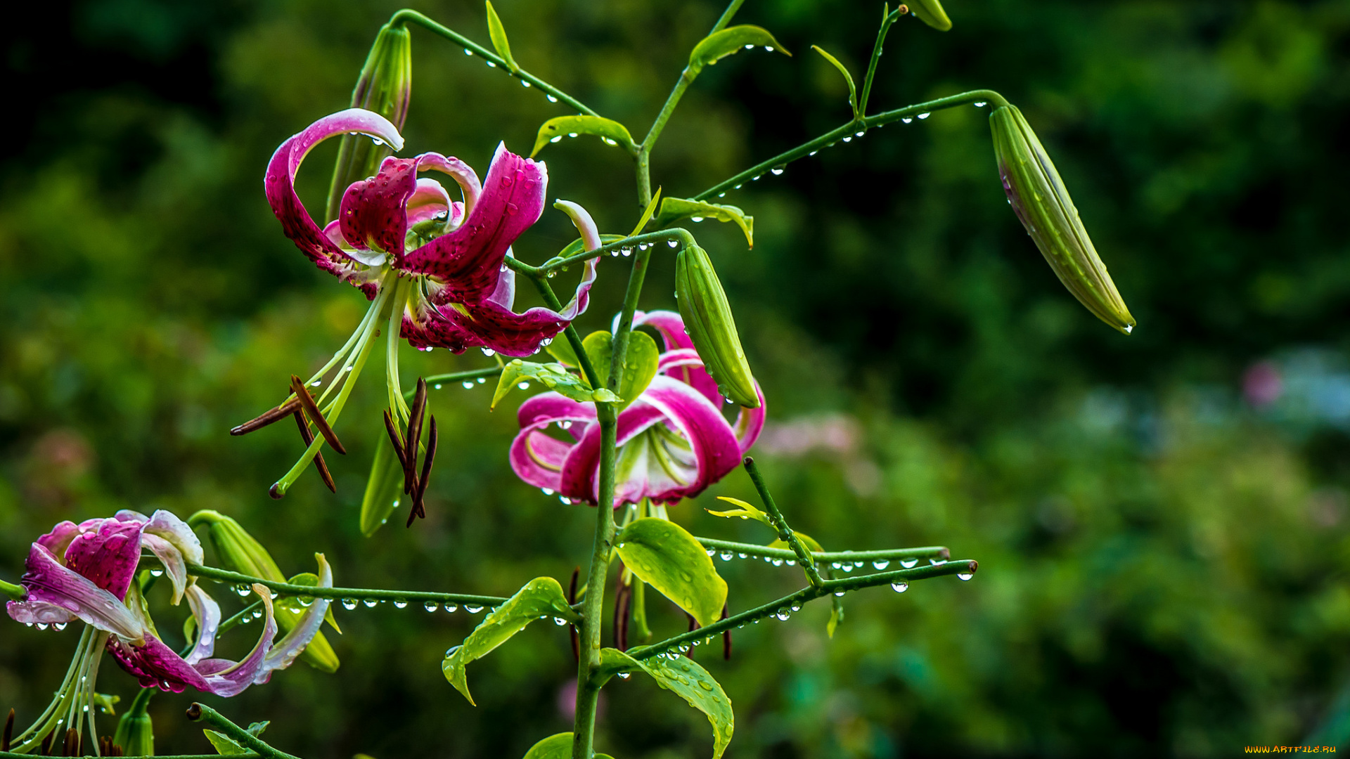 цветы, лилии, , лилейники, капли