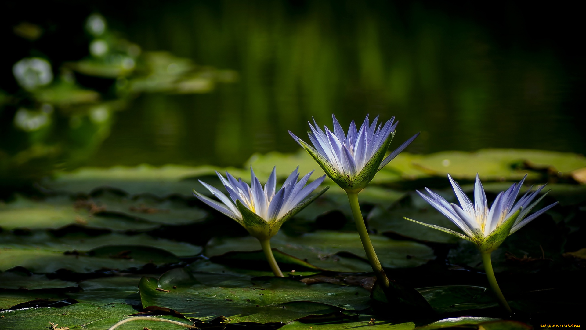 цветы, лилии, , лилейники, озеро