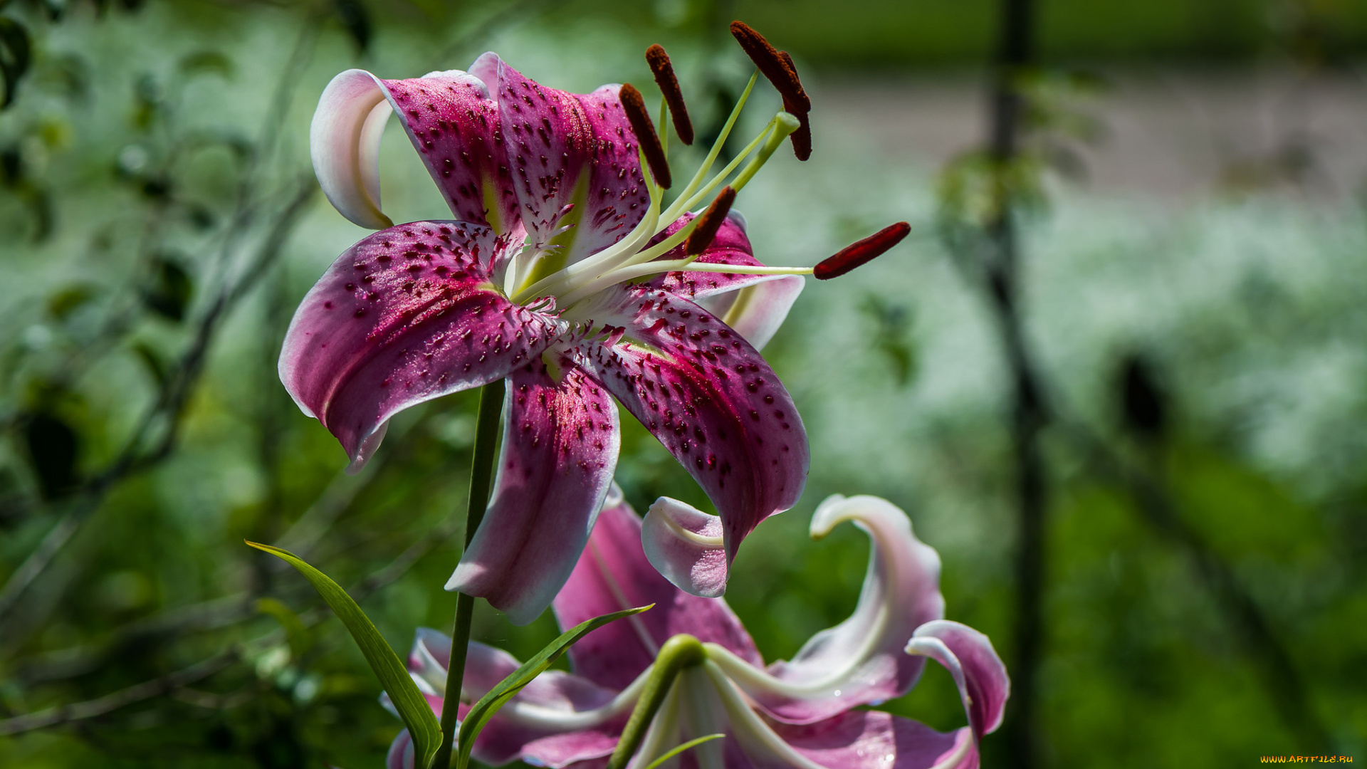 цветы, лилии, , лилейники, розовые