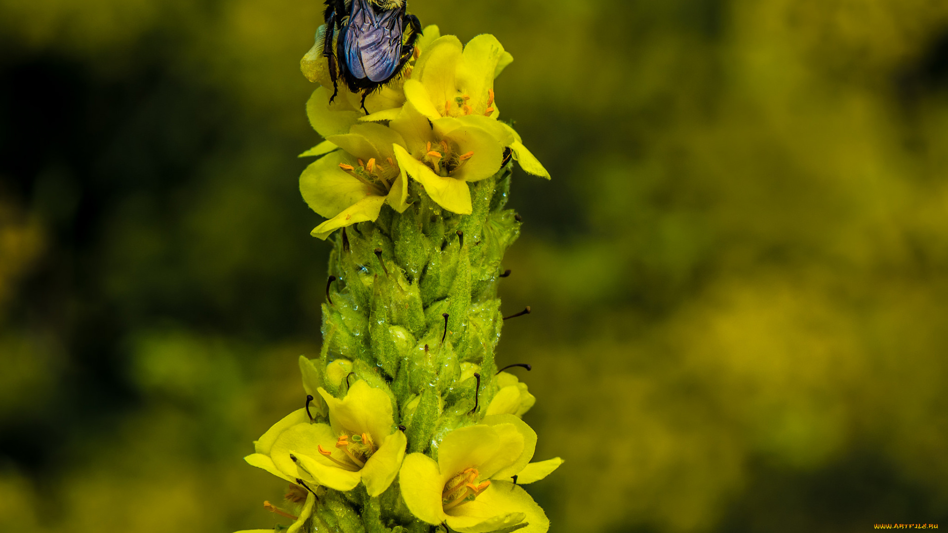 цветы, луговые, , полевые, , цветы, насекомое