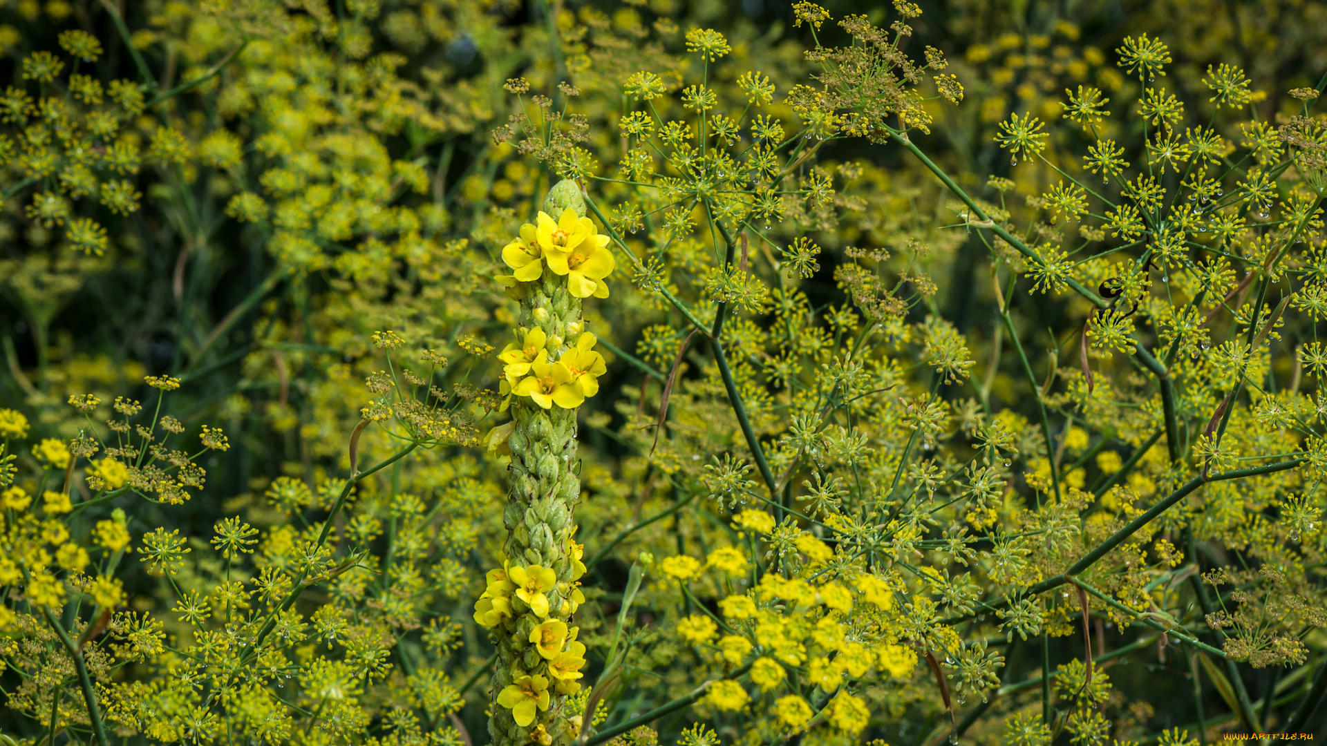 цветы, луговые, , полевые, , цветы, жёлтые, макро
