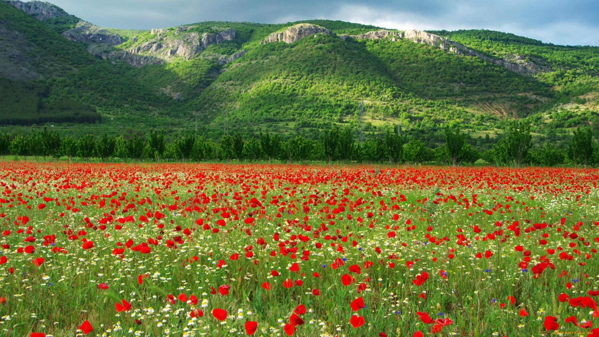 цветы, маки, алые, бутончики, лепестки, макро, боке