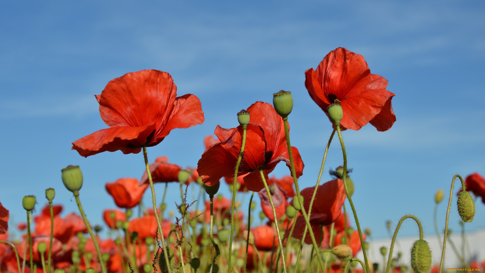цветы, маки, бутоны, поле