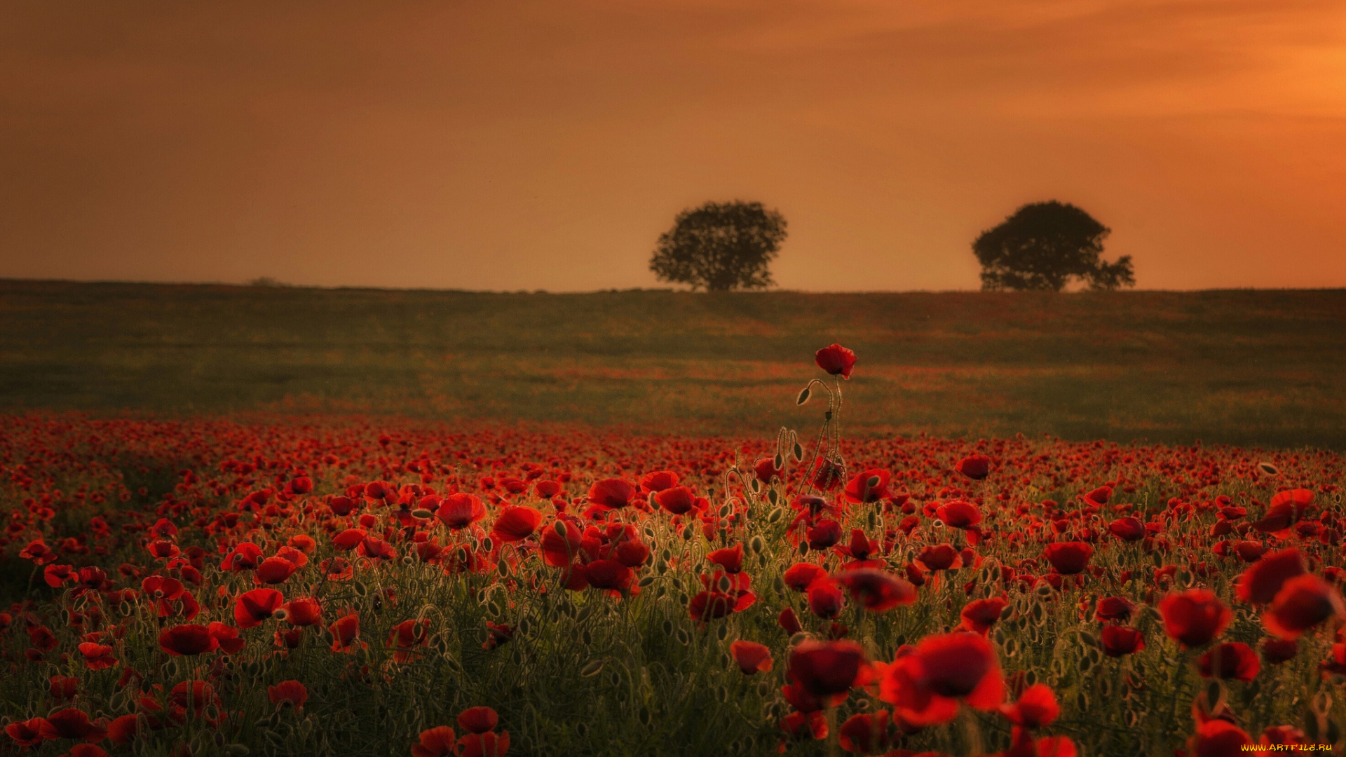 цветы, маки, деревья, холмы, луг, поле