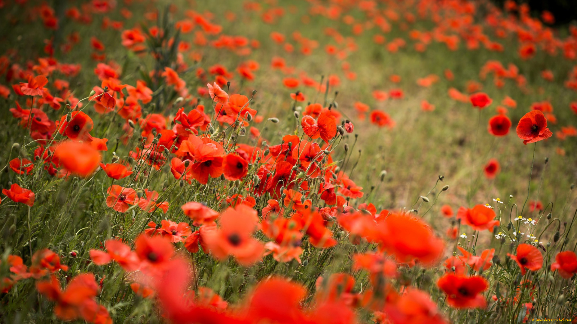 цветы, маки, красные, много